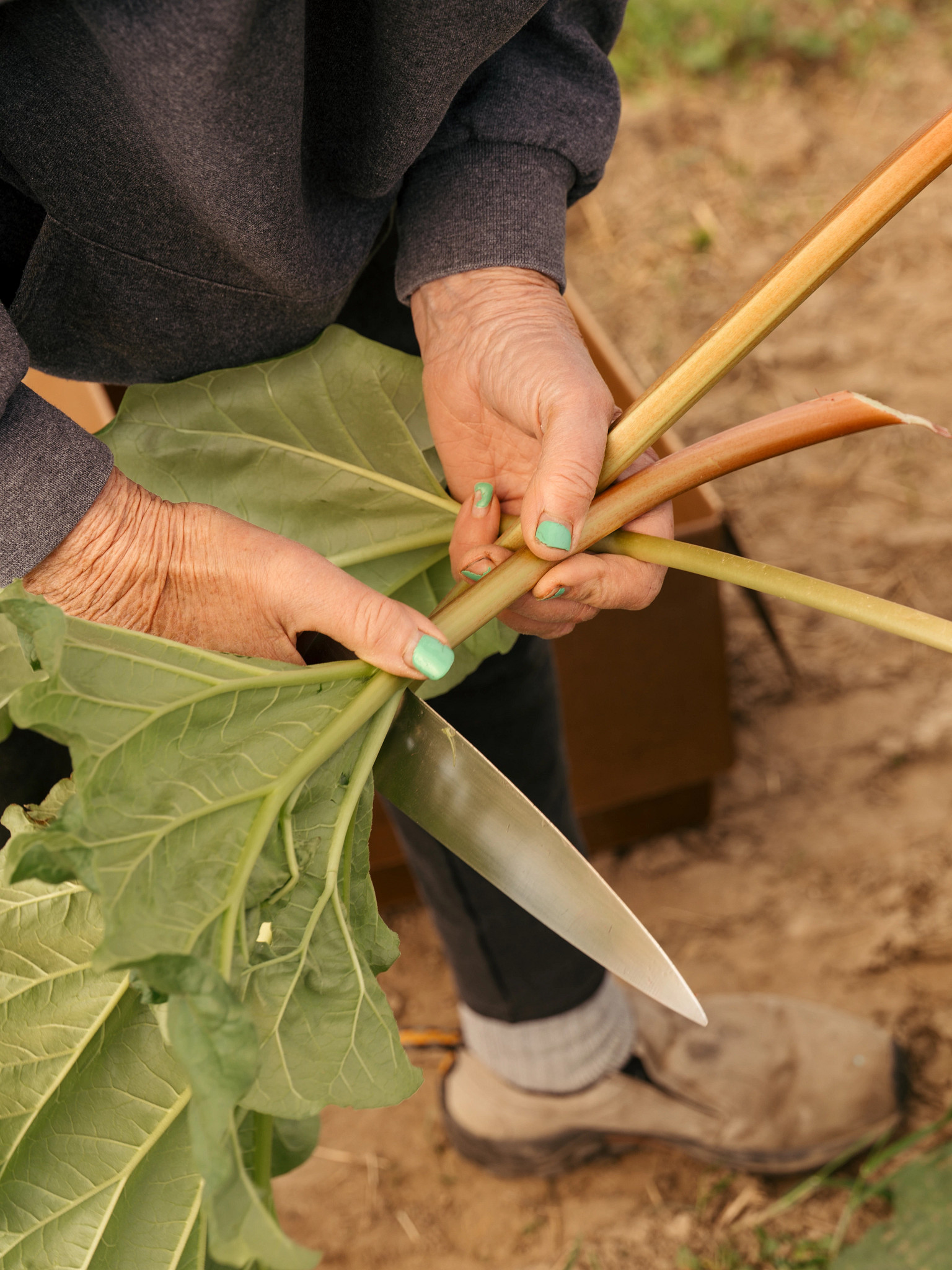 a person trimming a plant