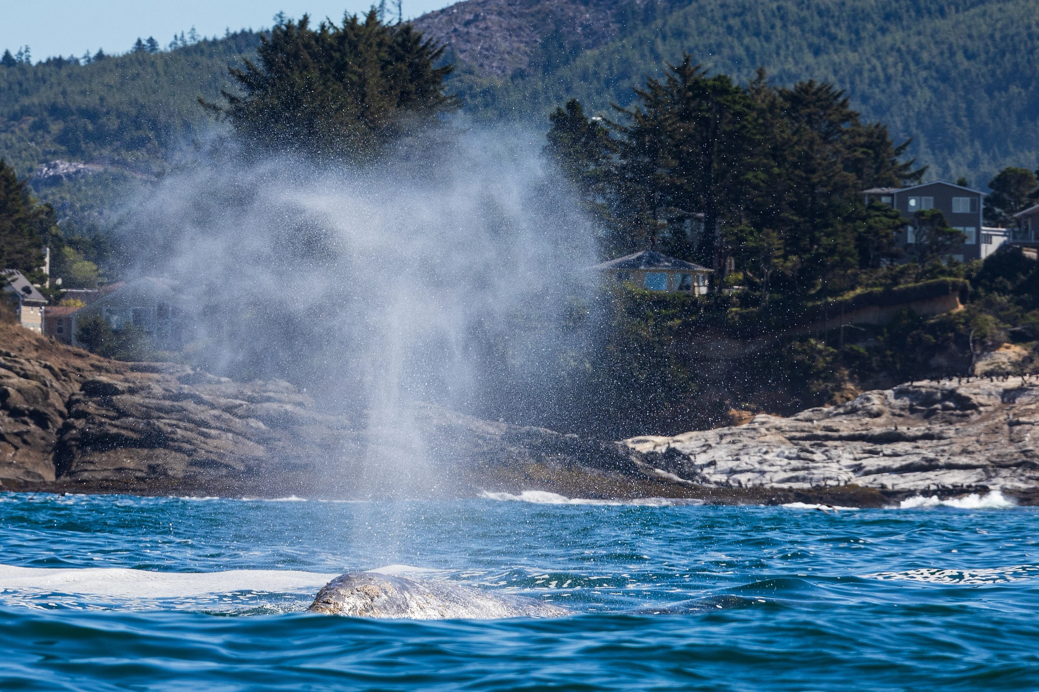 a gray while spouts off the coast
