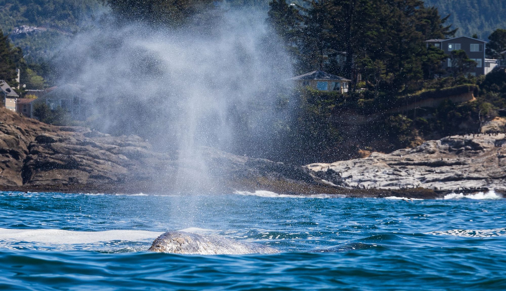 Bucket List Beach Experiences a gray while spouts off the coast