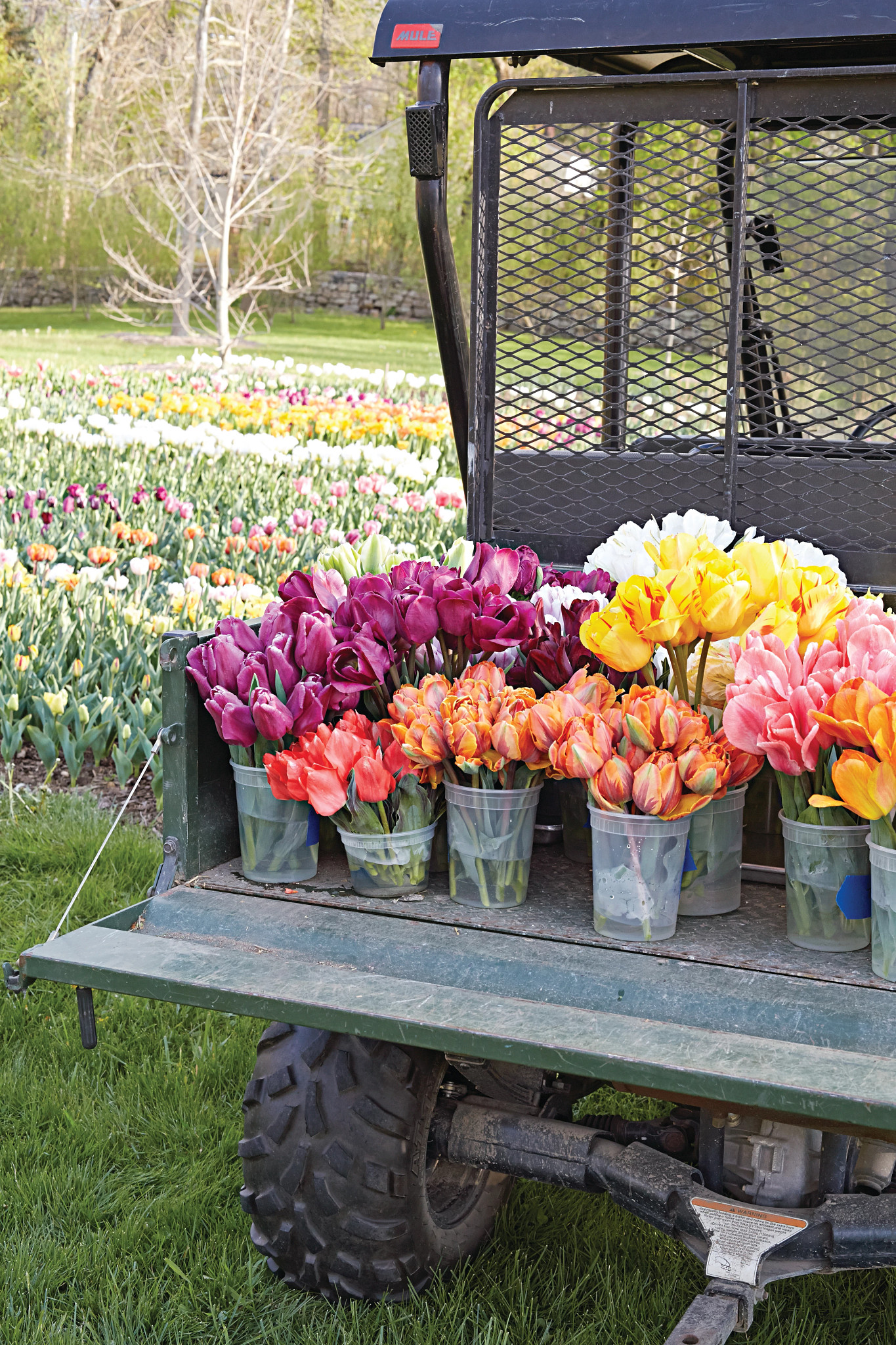 cut flowers