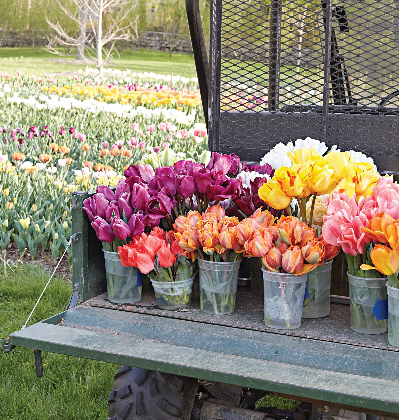 cut flowers cut flowers