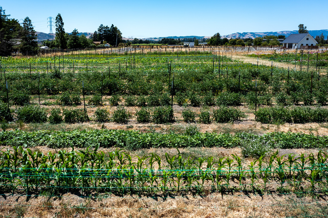 Berry fields at Cassidy Ranch