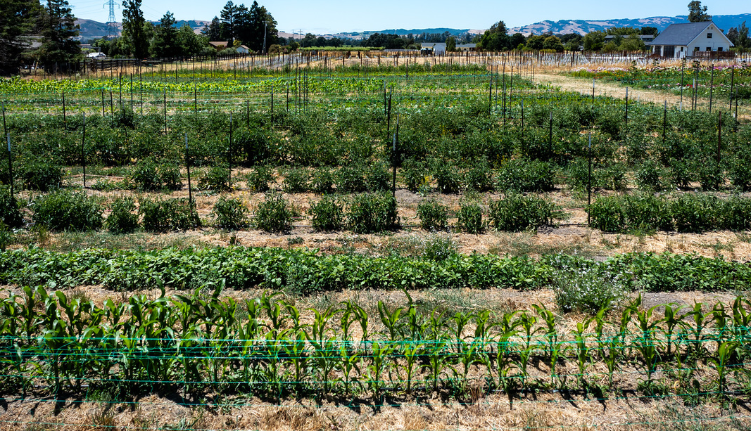 You can pick organic peppers, flowers, squash and more at Cassidy Ranch Berry fields at Cassidy Ranch