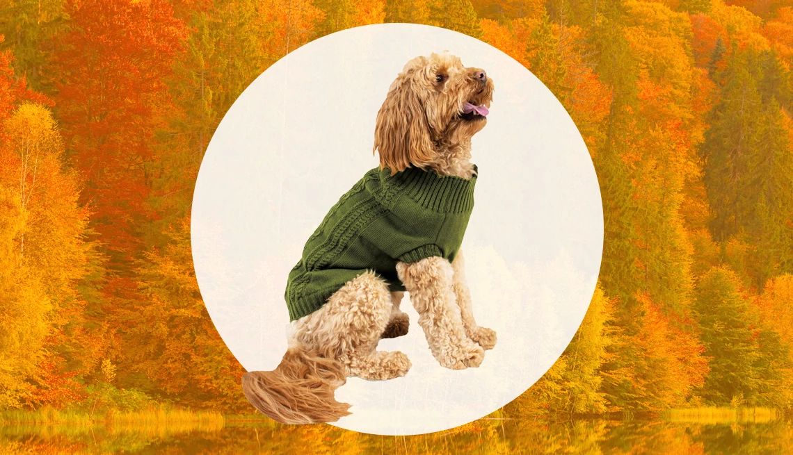 fall aldi finds Pet Sweater