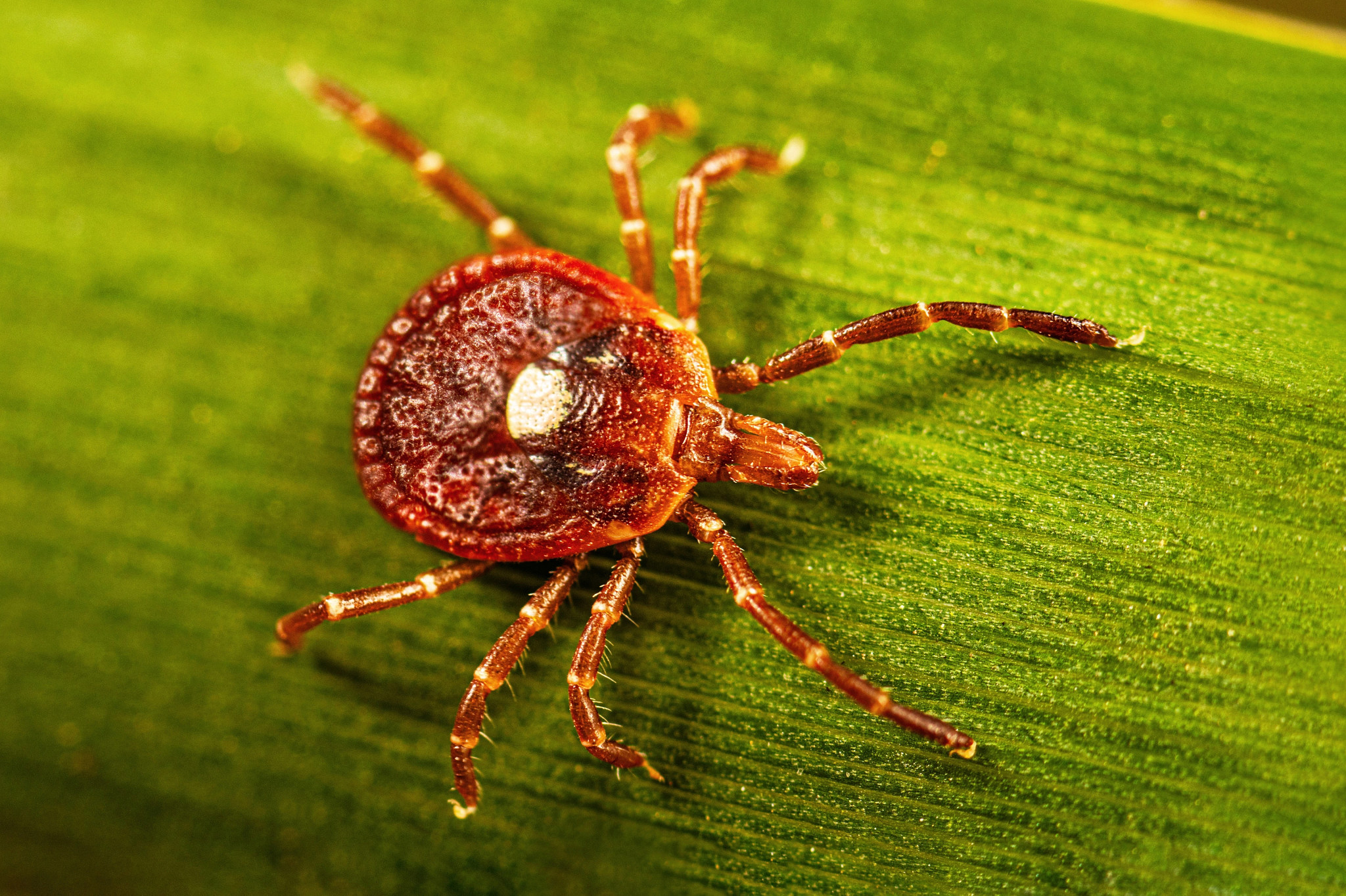 A lone star tick.