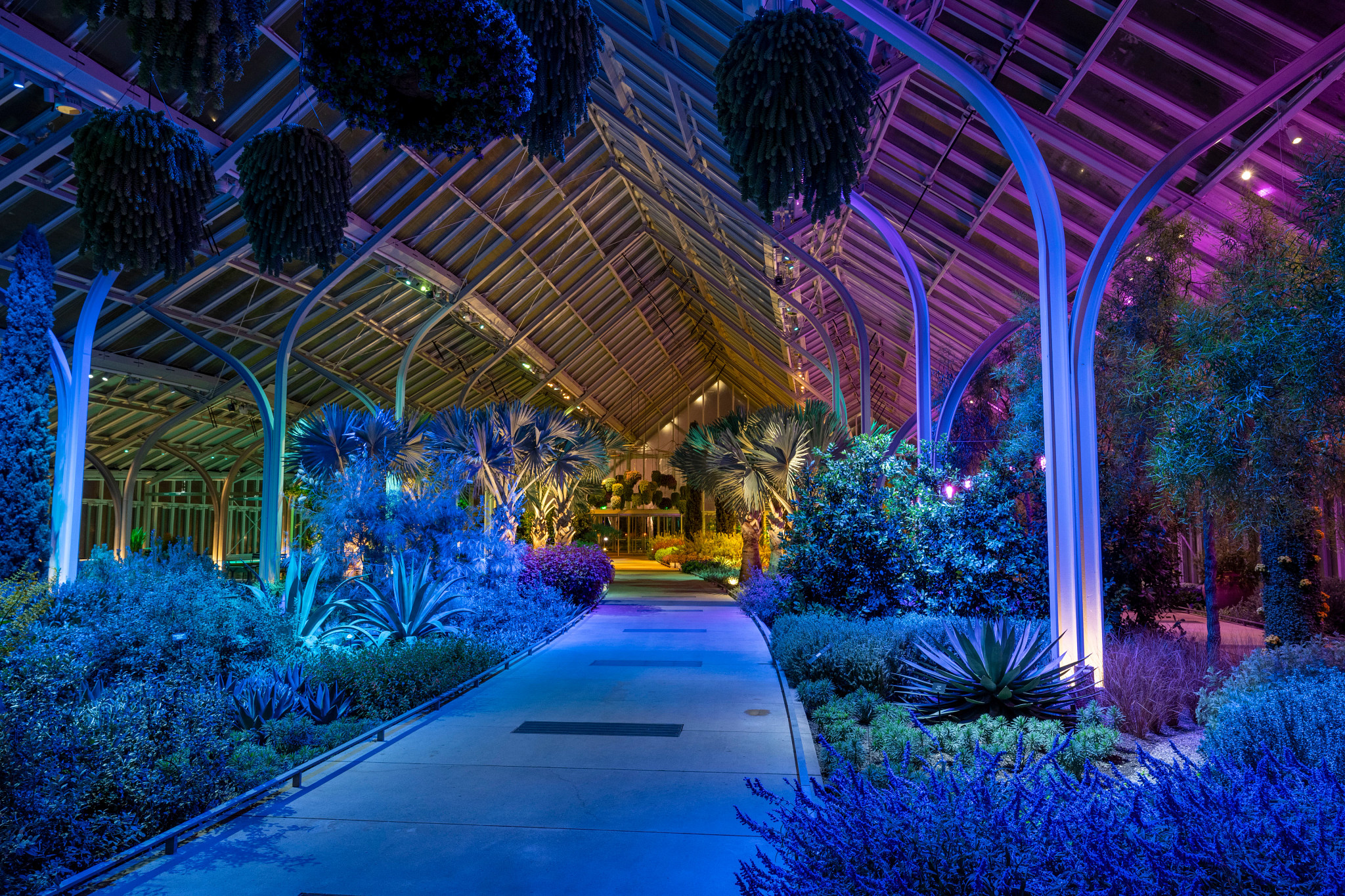 an indoor garden illuminated by multicolored lights