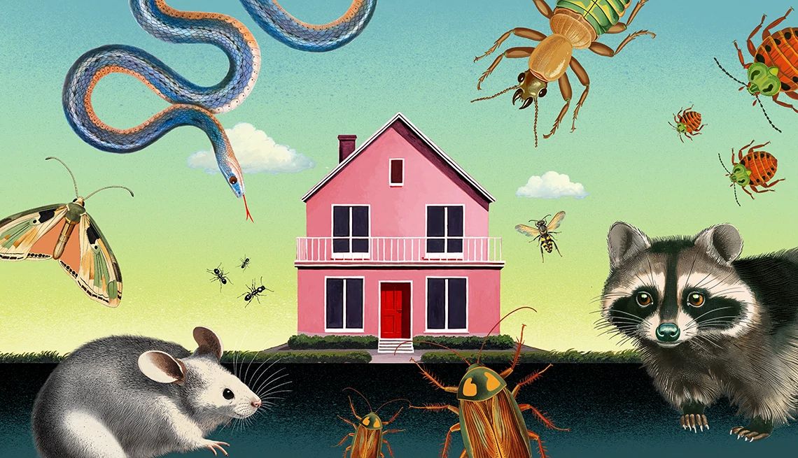 how to get rid of pests in your home illustration of a house with a mouse, snake, raccoon, moth and bed bugs