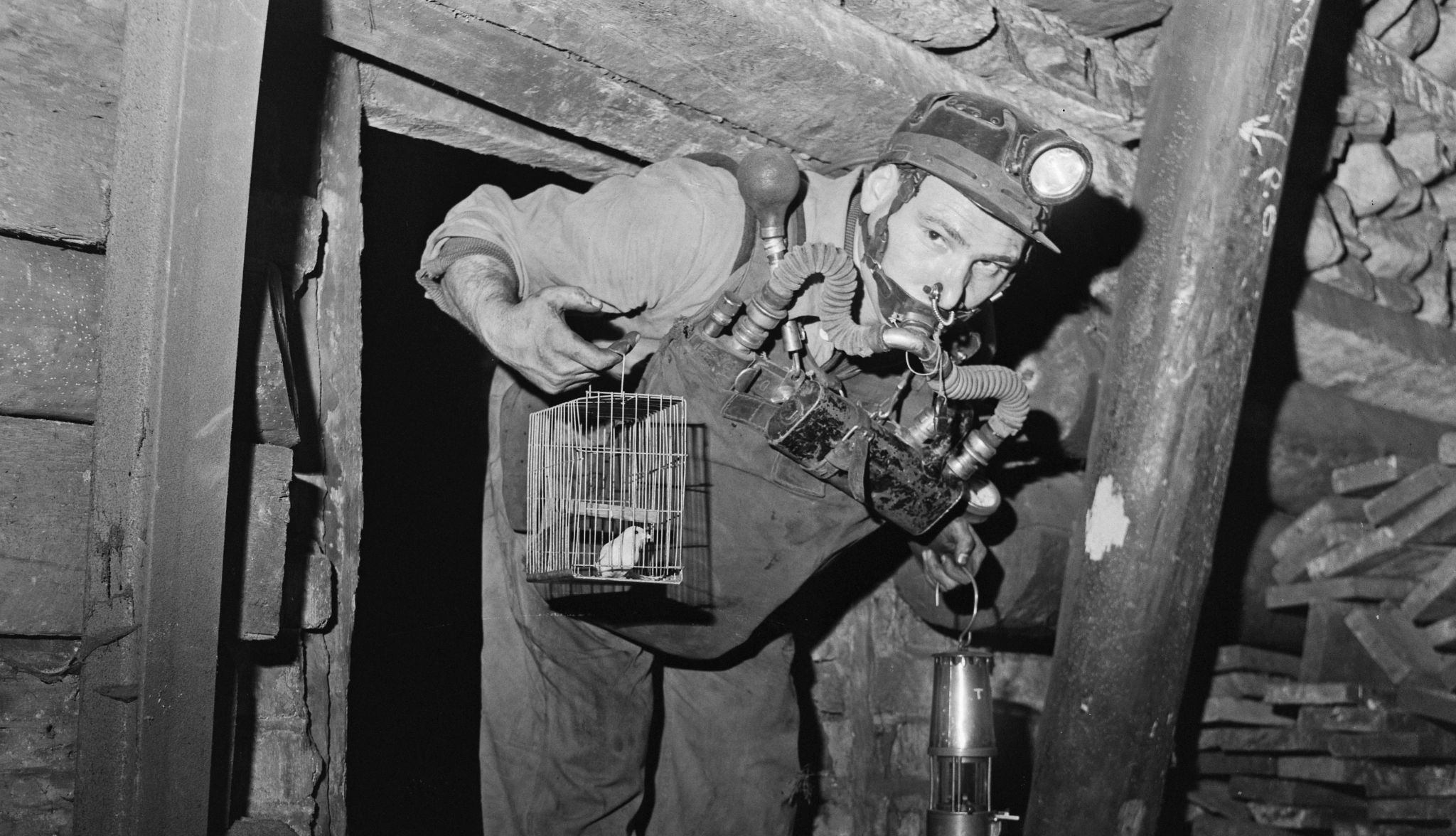 Canary breeder was a job that could disqualify you from a Social Security disability claim. a man holding a canary in a coal mine