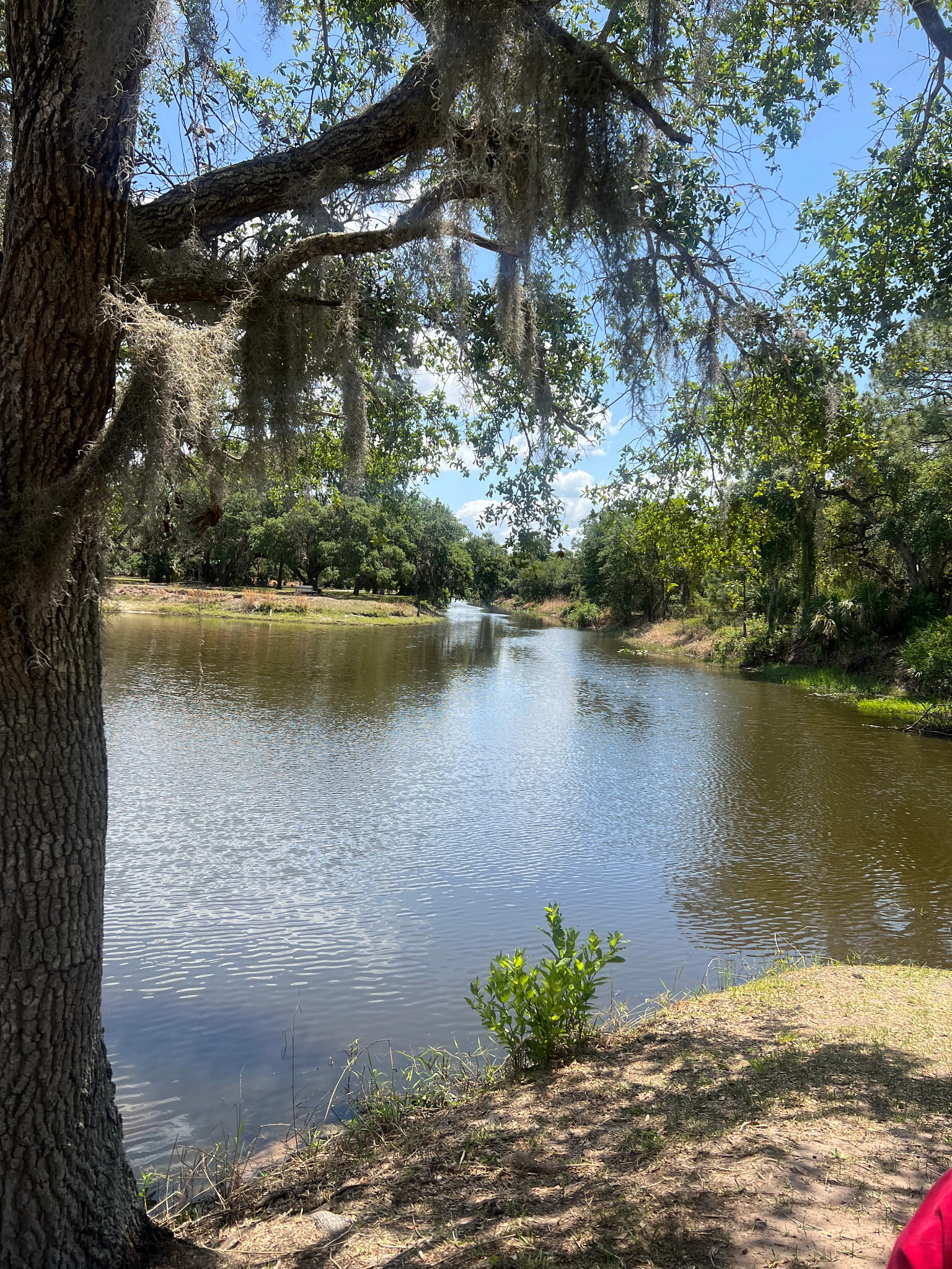 a lake surrounded by trees