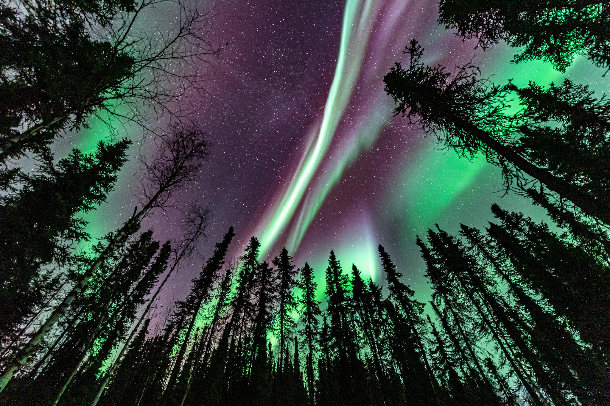 The northern lights dance above the trees