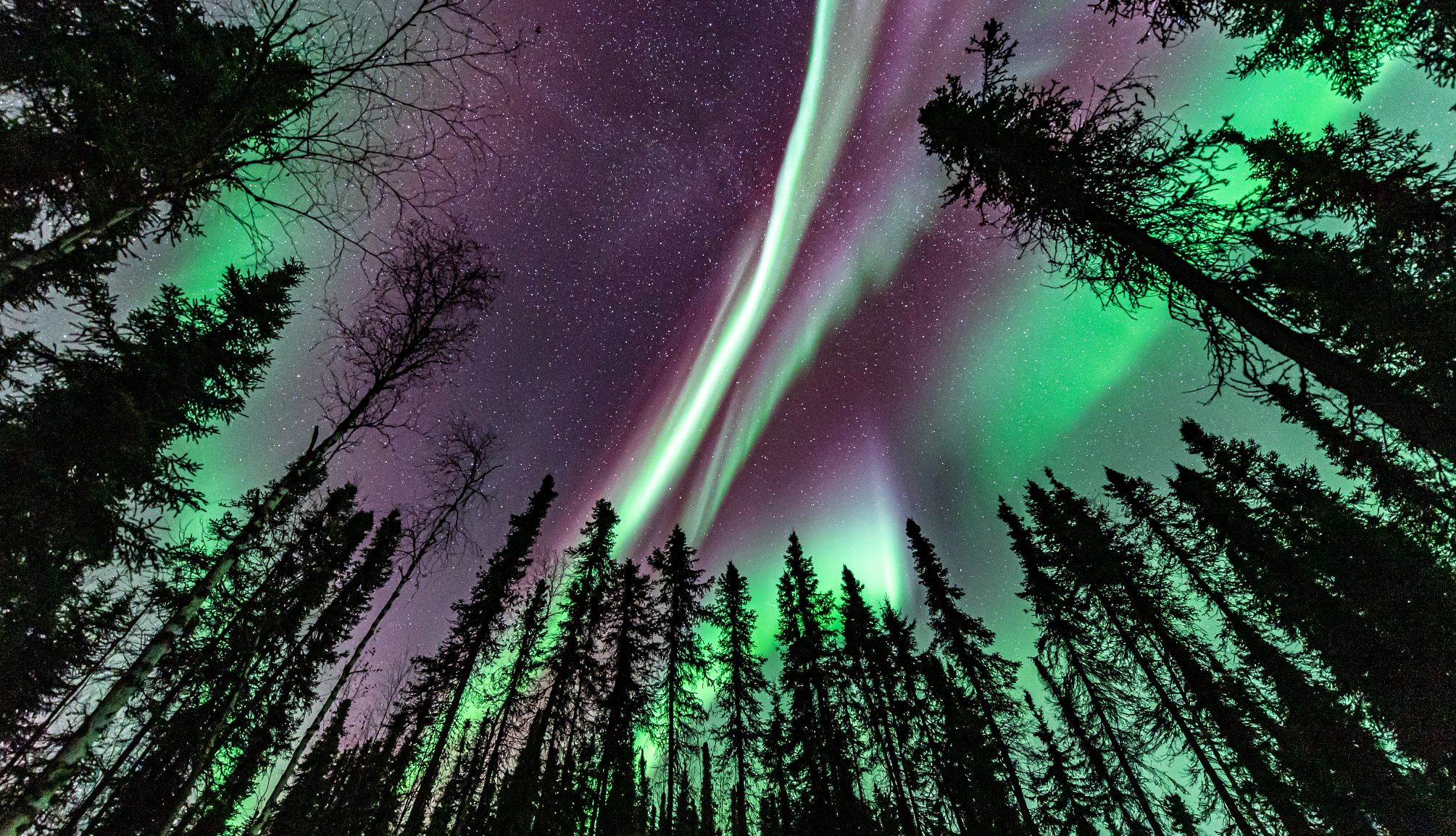 Photograph the Northern Lights The northern lights dance above the trees