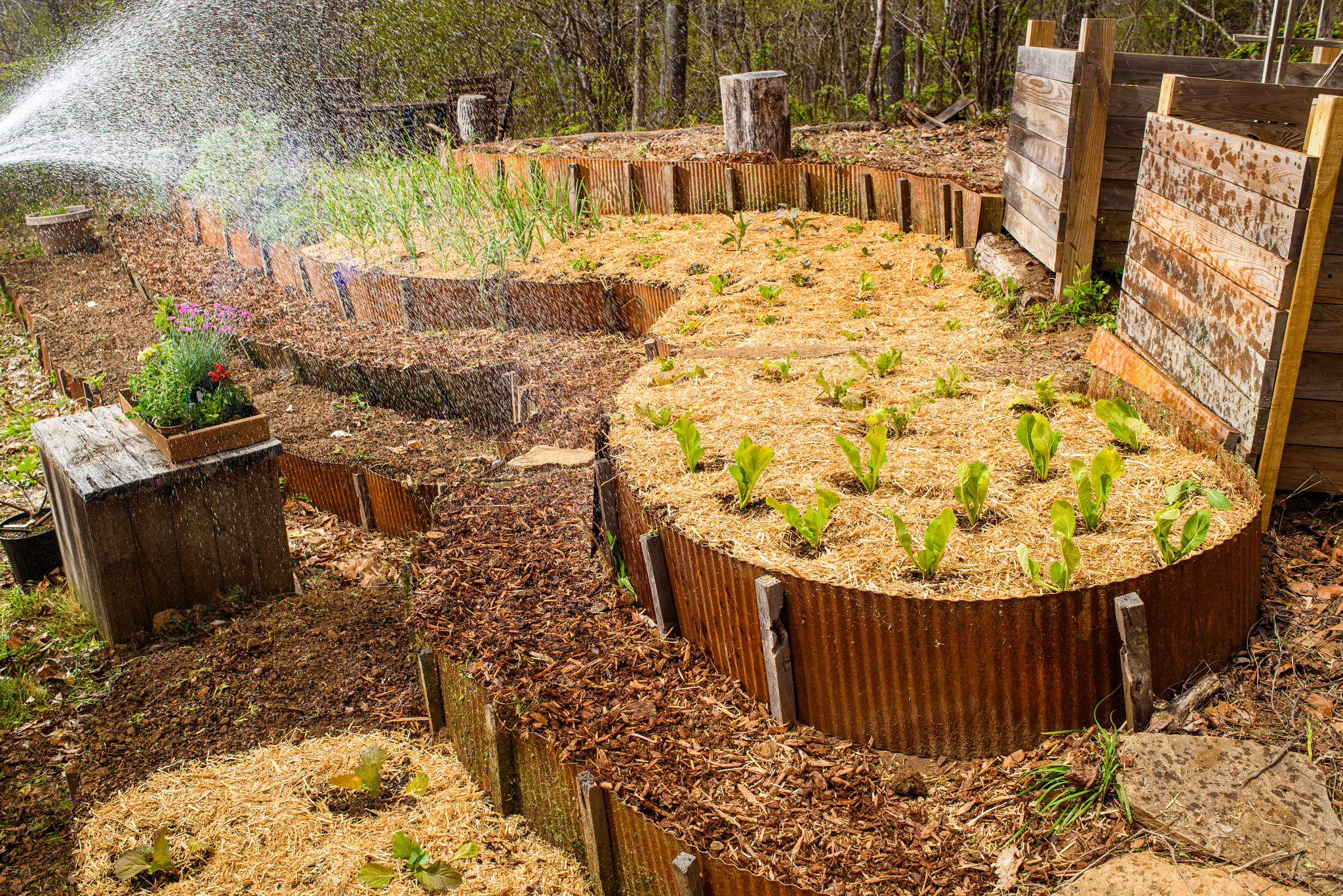 a spray of mist showers a garden 