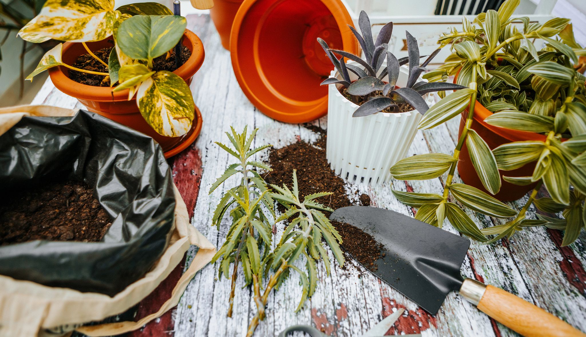 Smart Guide: Indoor Plants A photo shows an outdoor table with various potted plants, some not potted, a gardening tool and bags of soil.