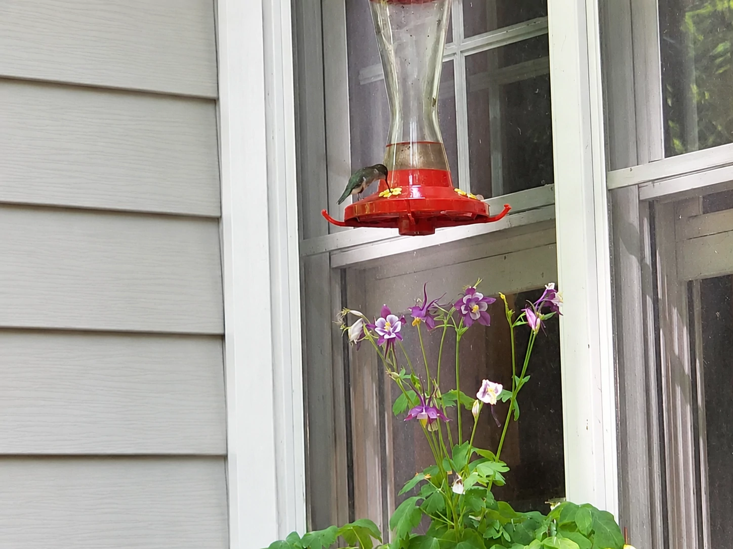a photo shows a hummingbird with its beak in a feeder