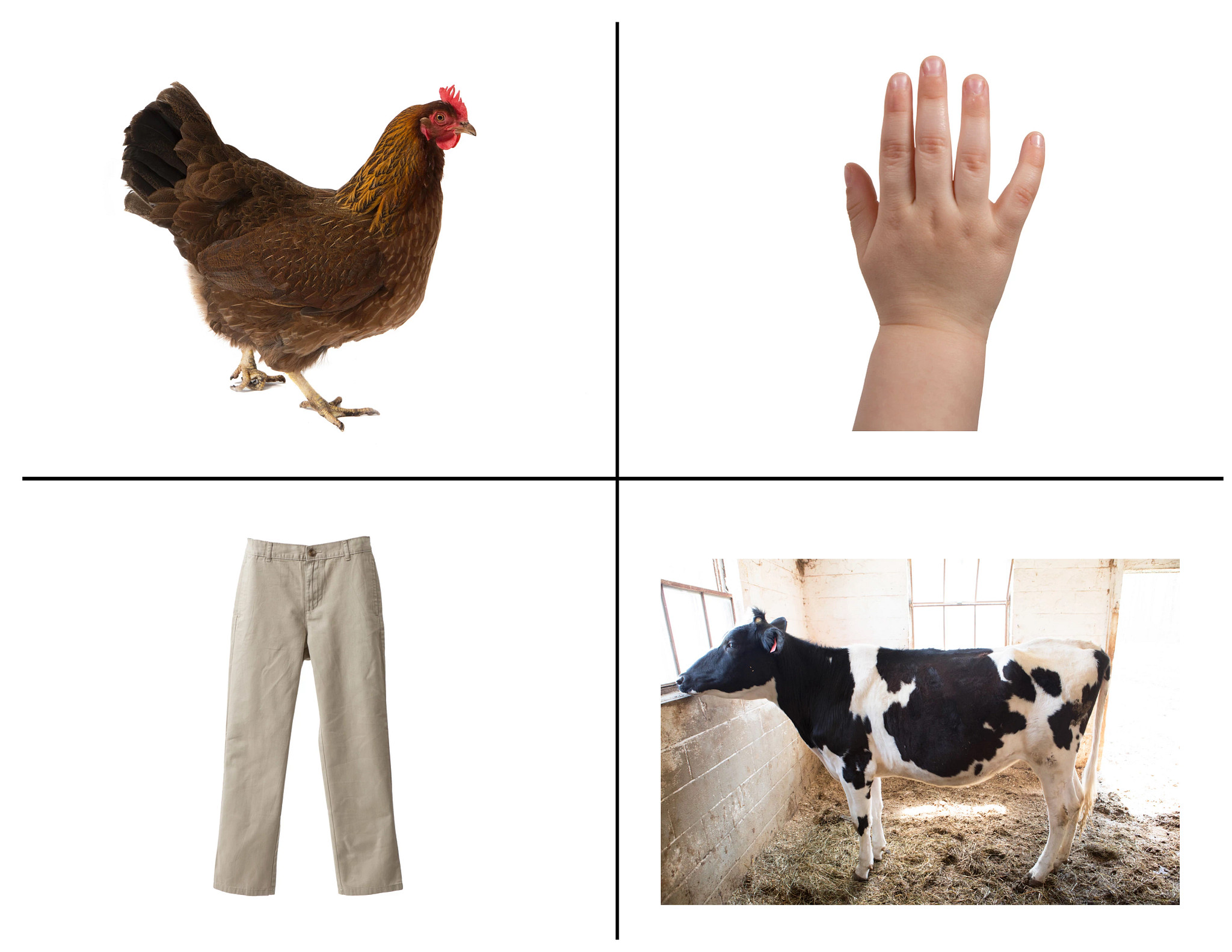 In clockwise order: a chicken, a child's right hand, a cow and a pair of khaki pants