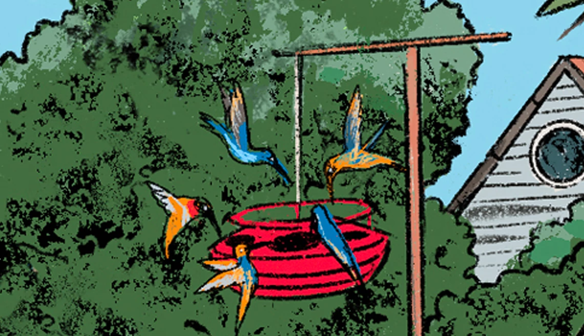 an illustration shows multiple hummingbirds with their beaks in a feeder