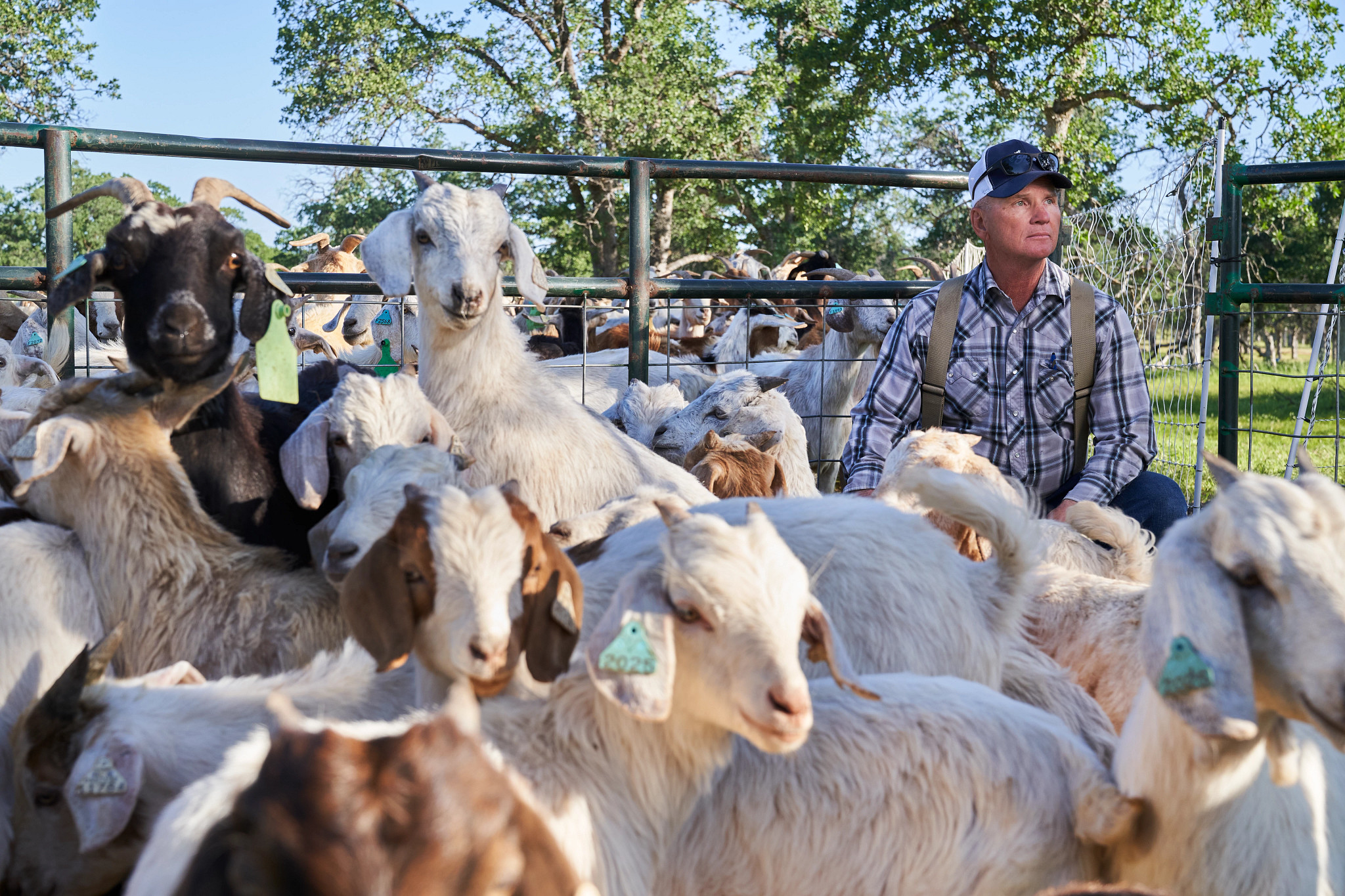 a photo shows tim arrowsmith tending to a herd of goats in Red Bluff, California