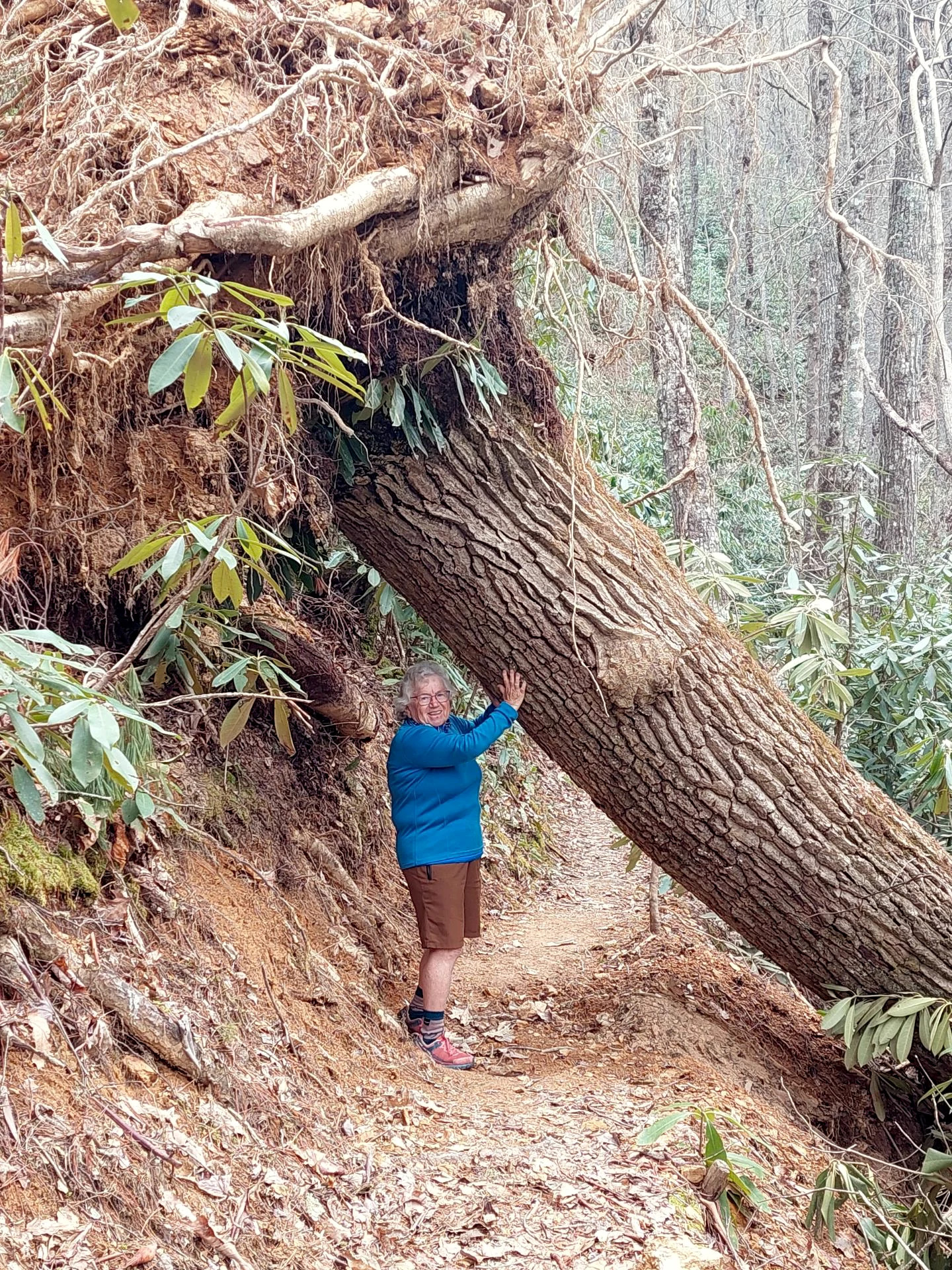 Kellenberger standing under fallen tree on Appalachian Trail