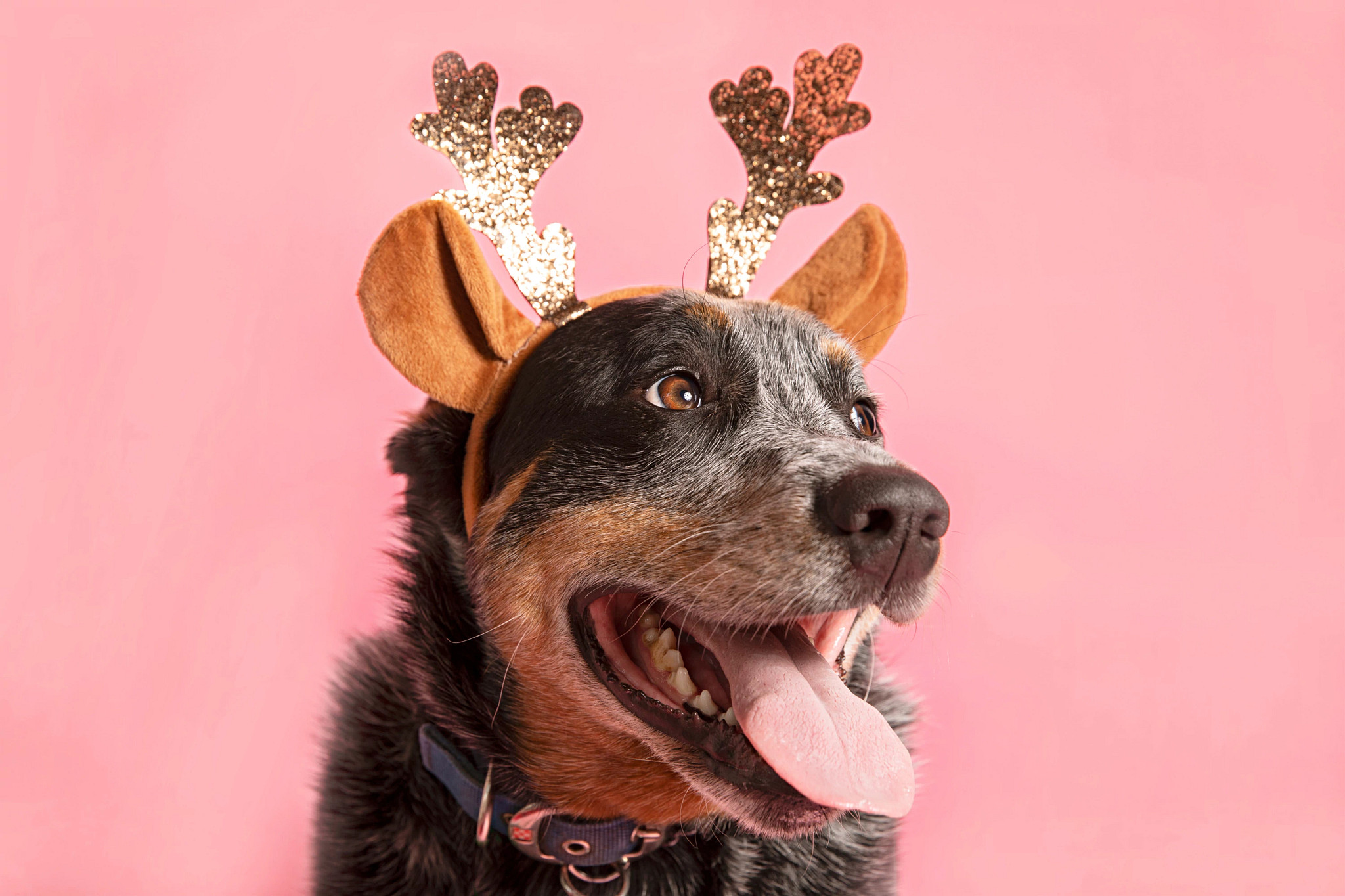 Cute dog wearing reindeer antlers on a pink background