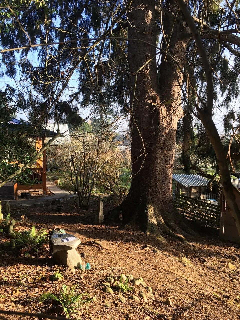 a large spruce tree in a yard
