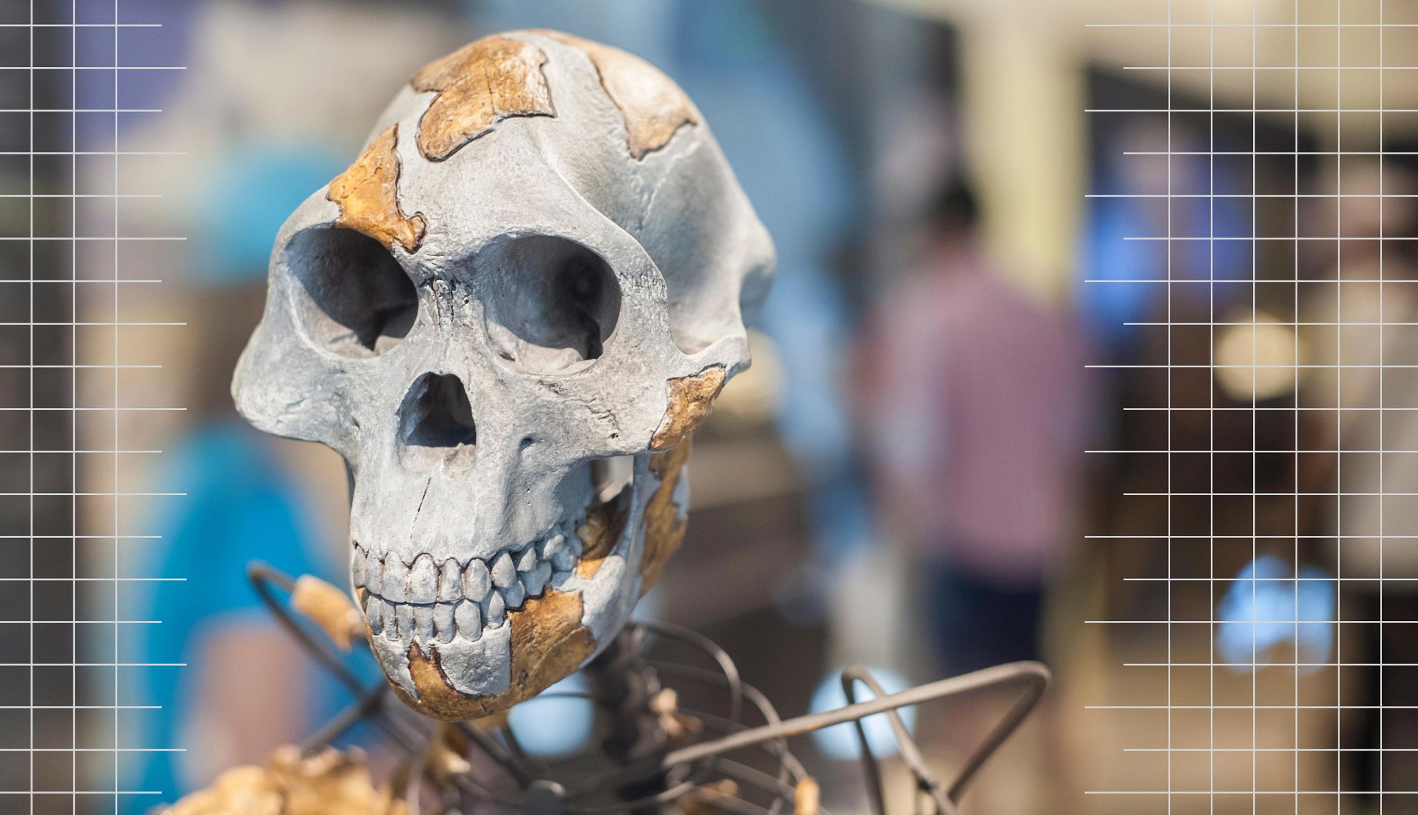 50 years on: how the ‘lucy’ skeleton reshaped science