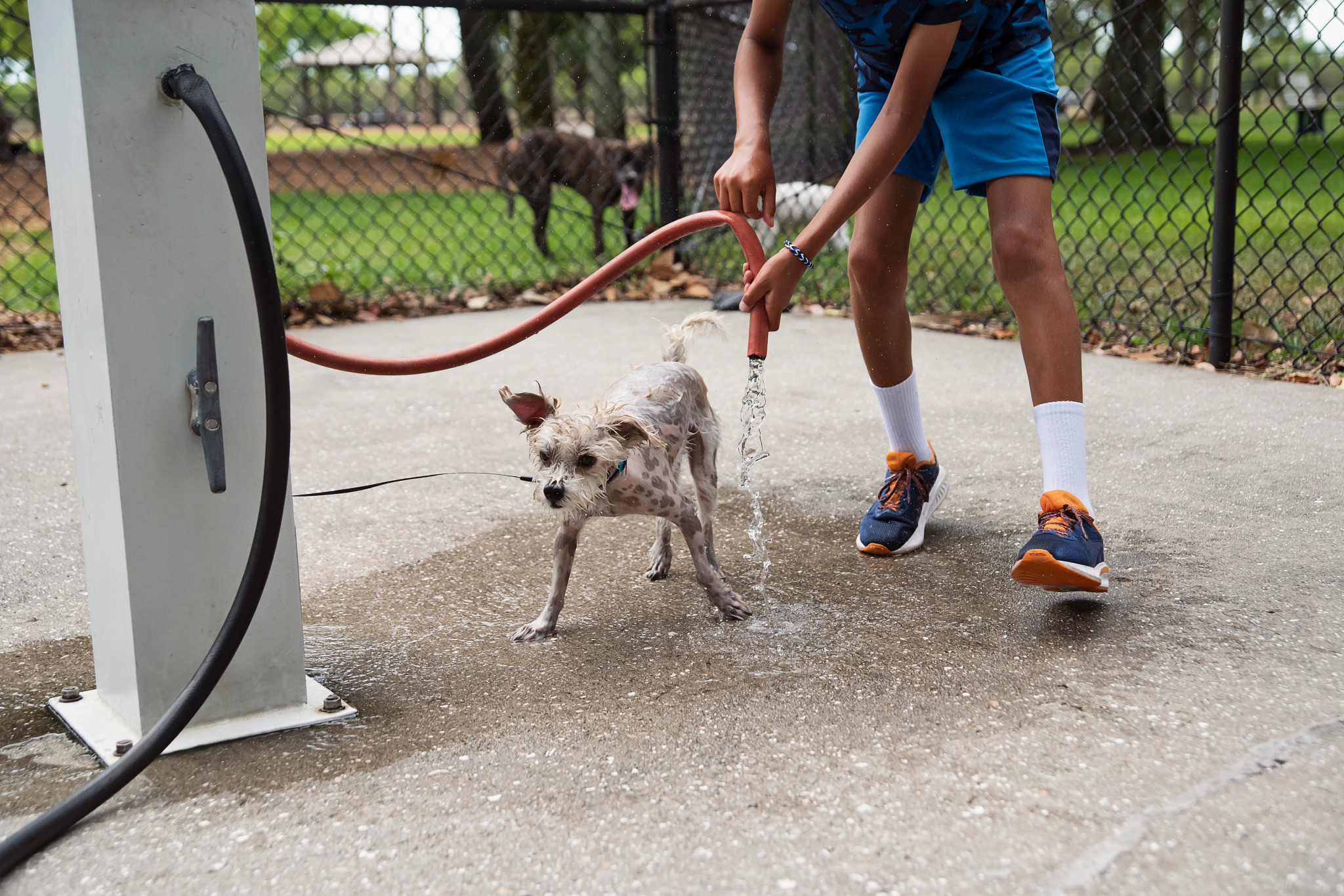 a dog at a pet washing station