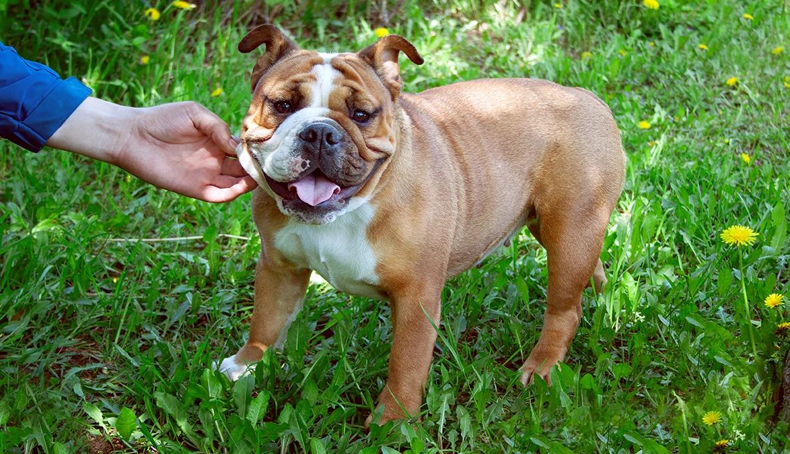 Petting a dog may help lower your stress A hand petting a dog in a grassy field