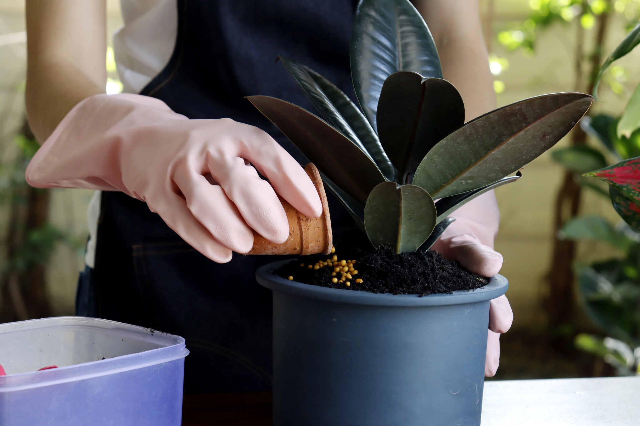 A photo shows a woman, her hand gloved, adding nutrients to a potted plant.