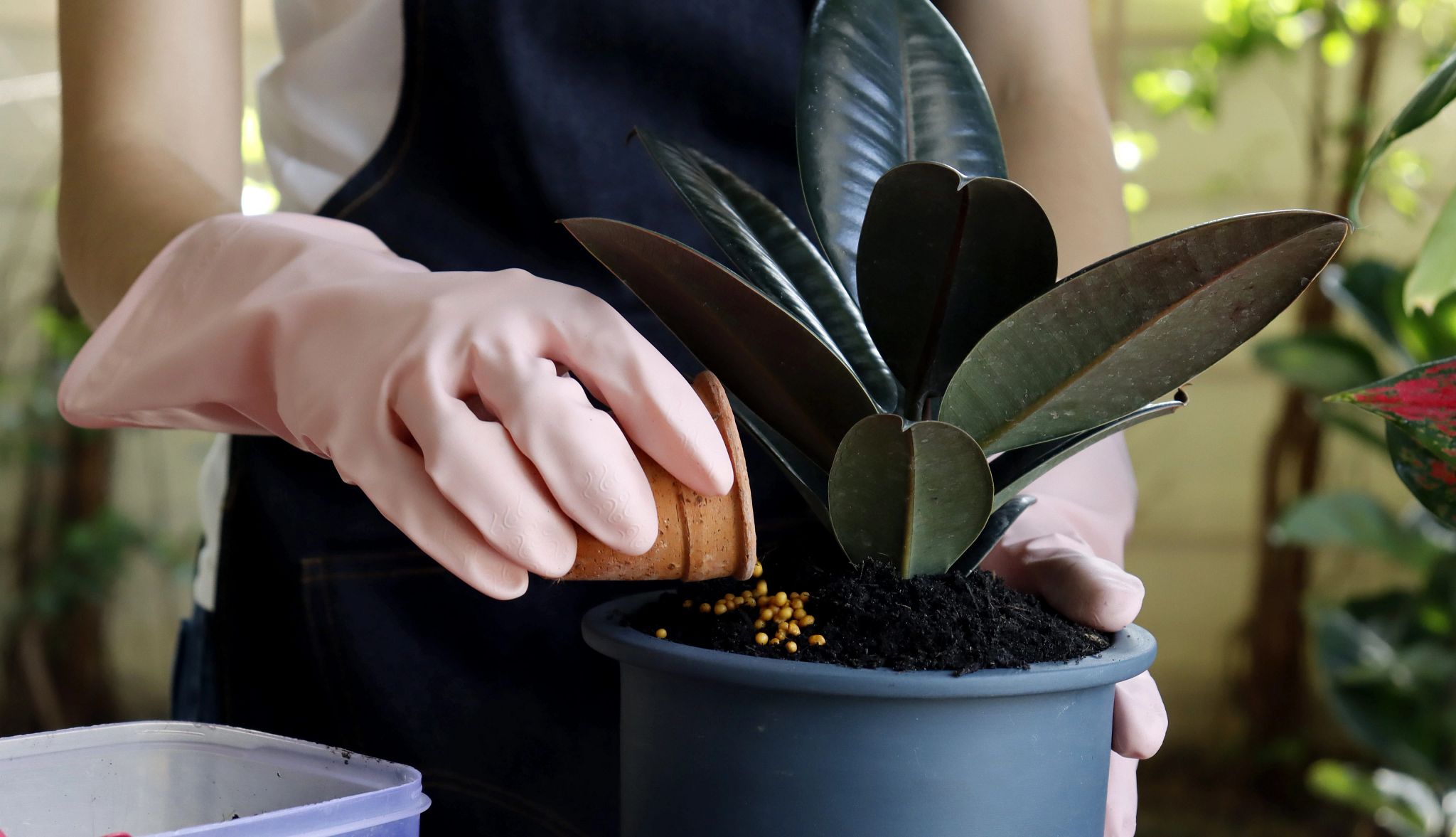 Smart Guide: Indoor Plants A photo shows a woman, her hand gloved, adding nutrients to a potted plant.