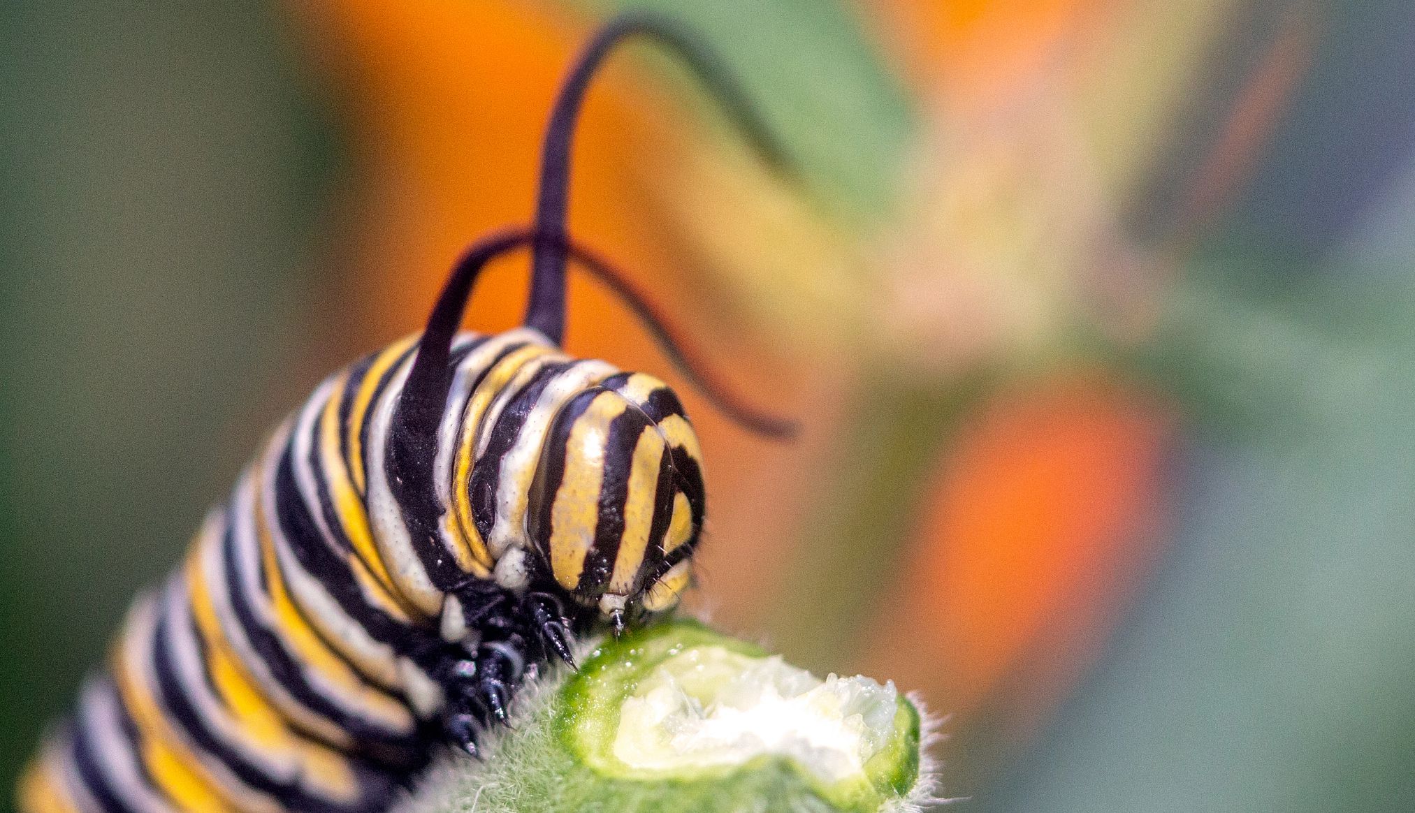 Hungry Monarch butterfly caterpillar macro photography eating a milkweed pod wit the focus on the head and pod