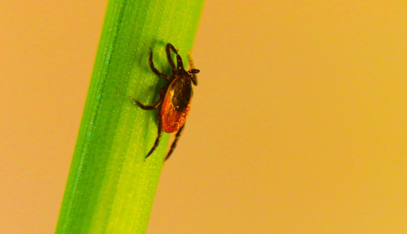 Foto de una garrapata en una hoja
