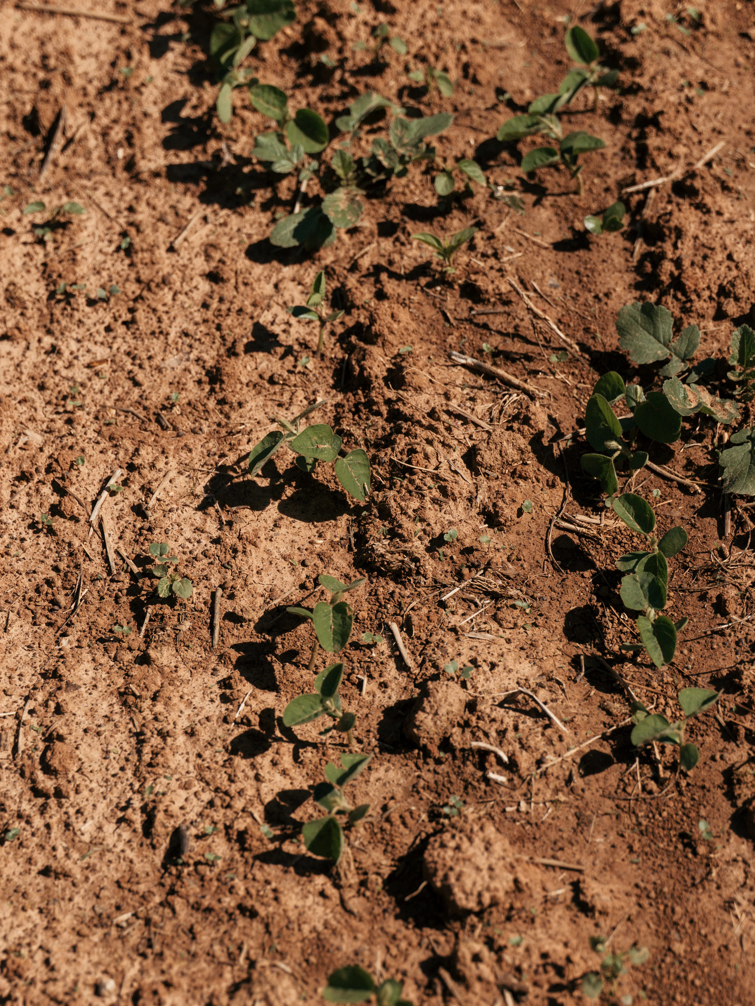 cotton emerges from the ground