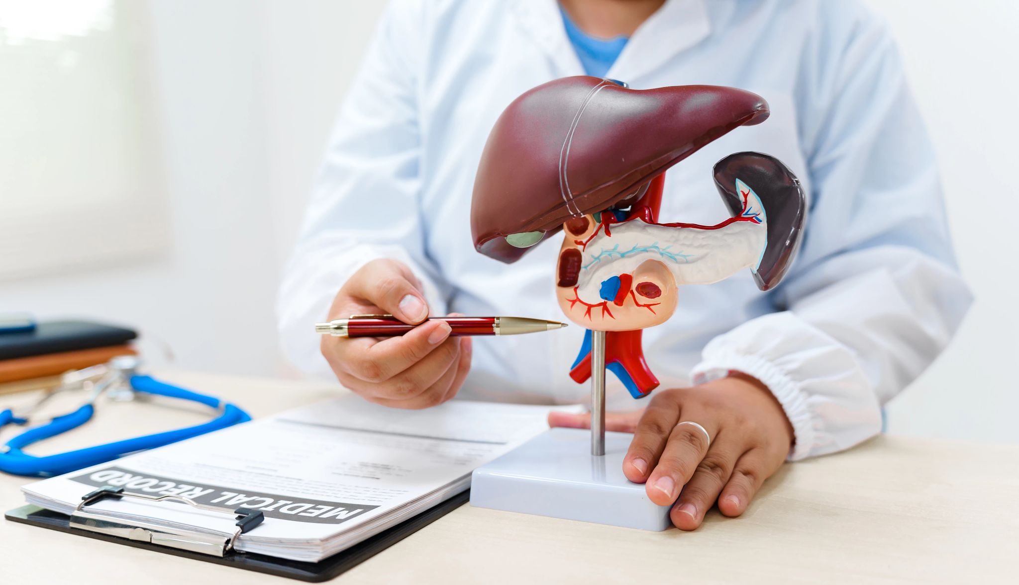 Smart Guide Liver Health doctor examining a model of a liver