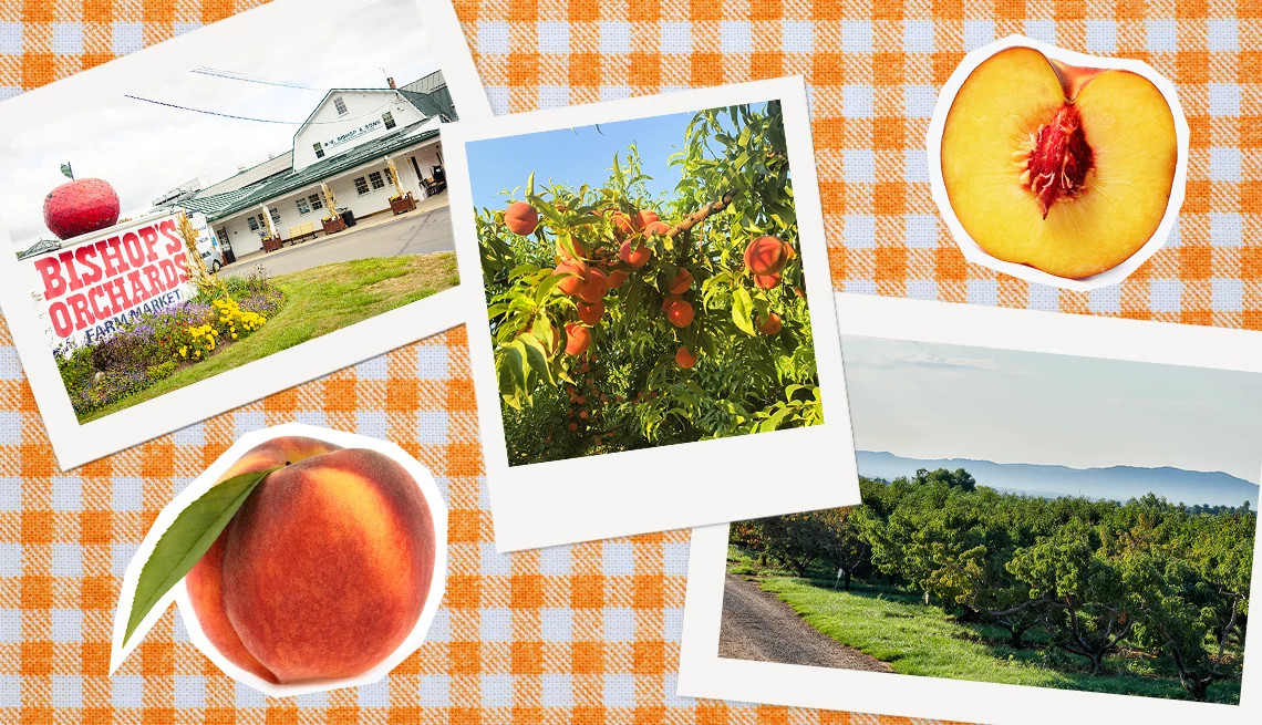 images of peach picking orchards next to peaches and overlaid on an orange and white checkered background