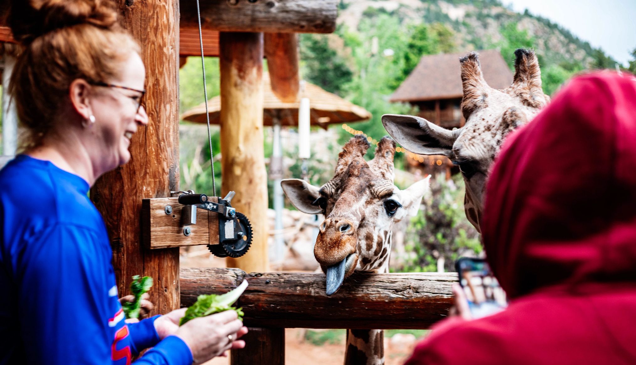 Late Night at the Zoo Events for Adults people feeding giraffes at a zoo
