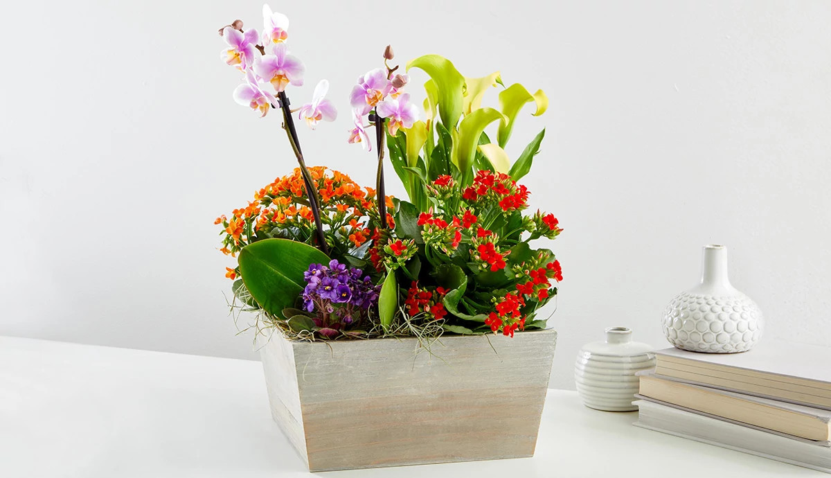 Flowers pot