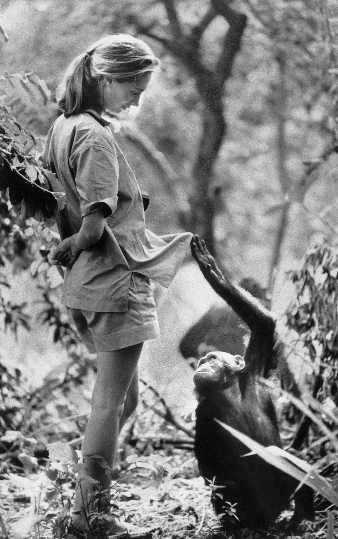 jane goodall and a chimp in the jungle