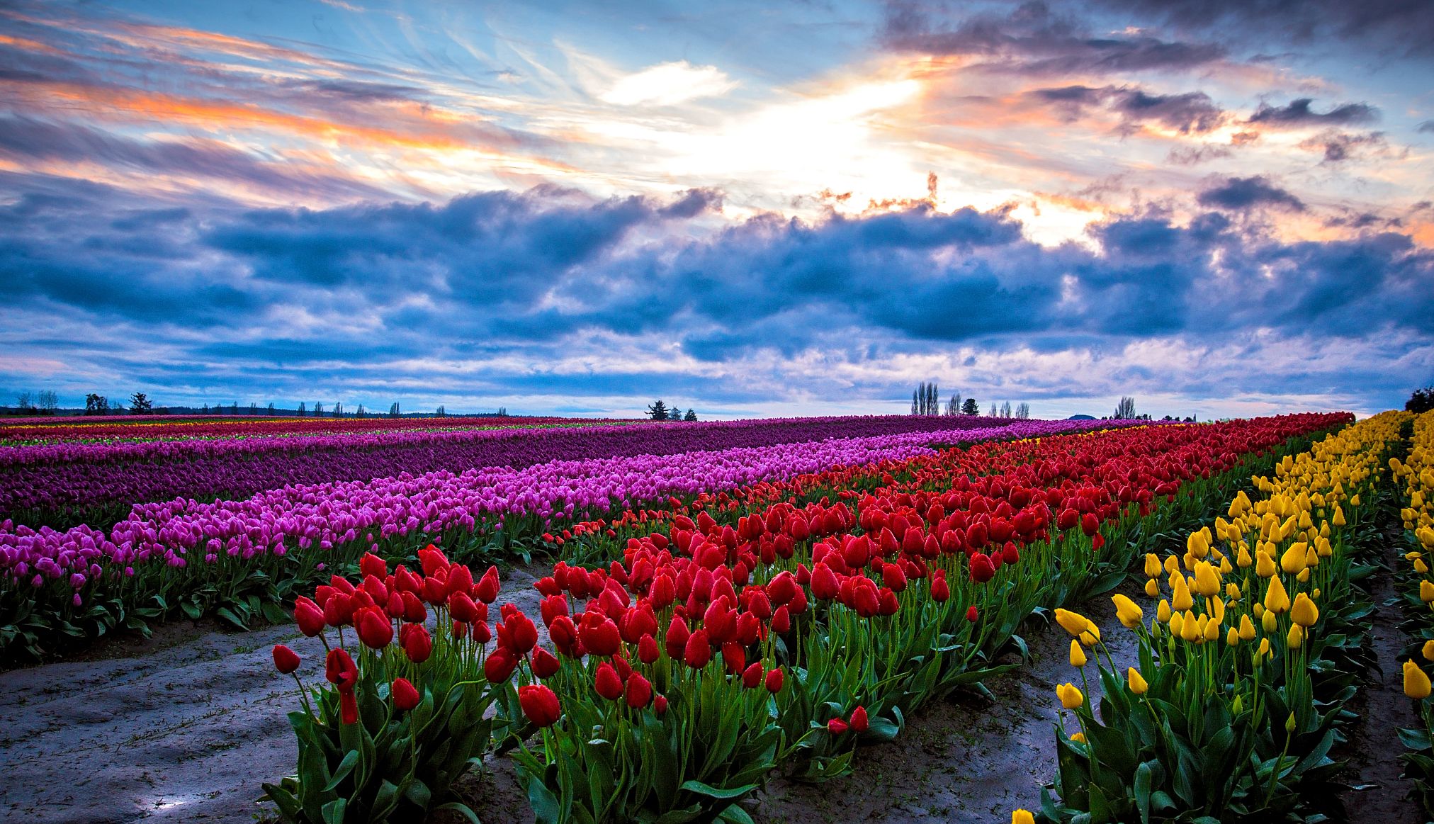 a field of yellow, red and purple tulips