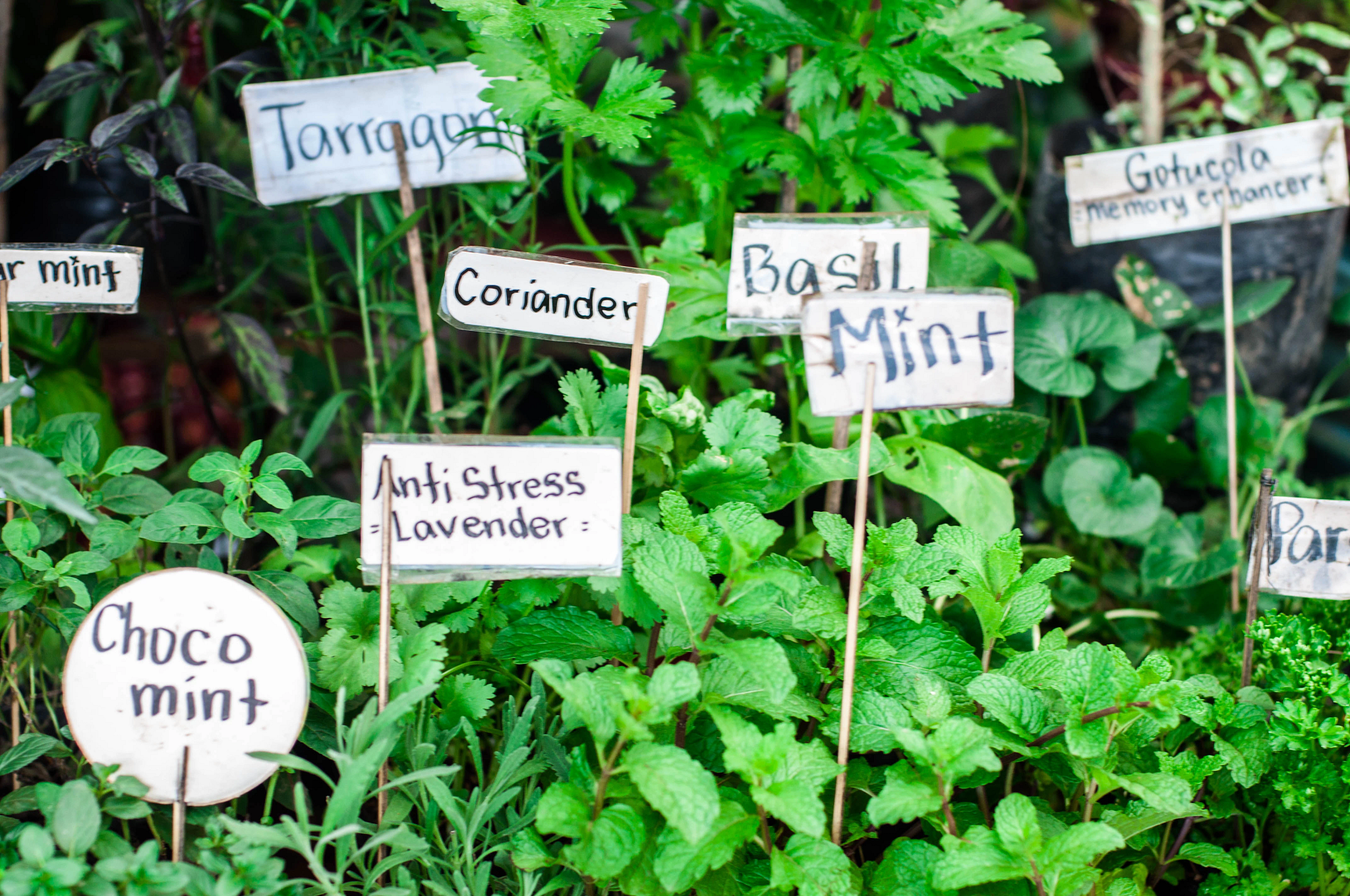 an assortment of herbs in a garden