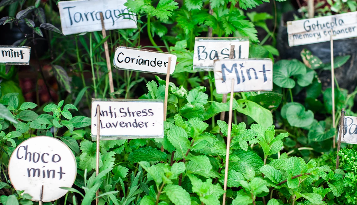 an assortment of herbs in a garden