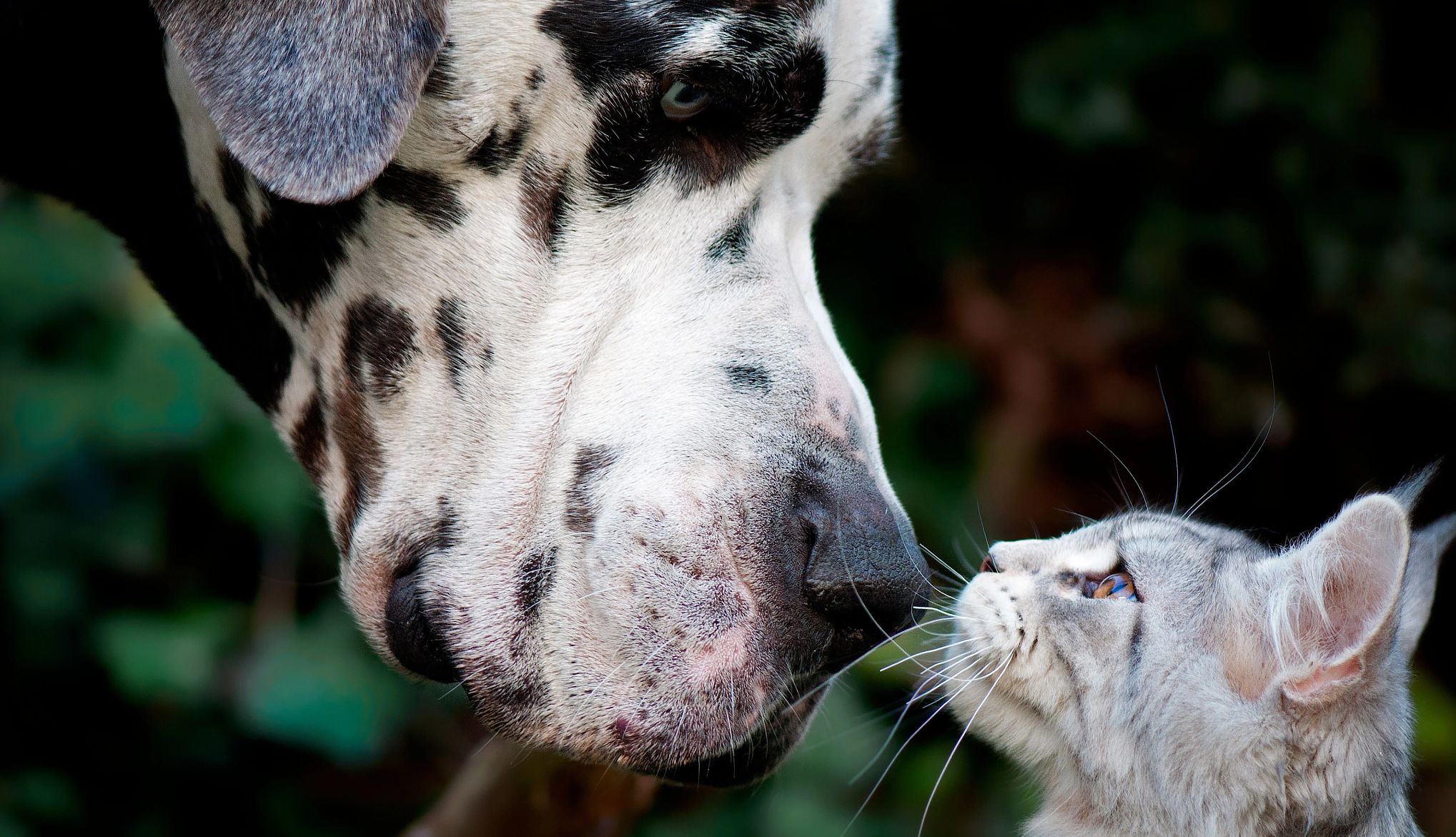 AARP Smart Guide to Pet Adoption a dog and cat touching noses