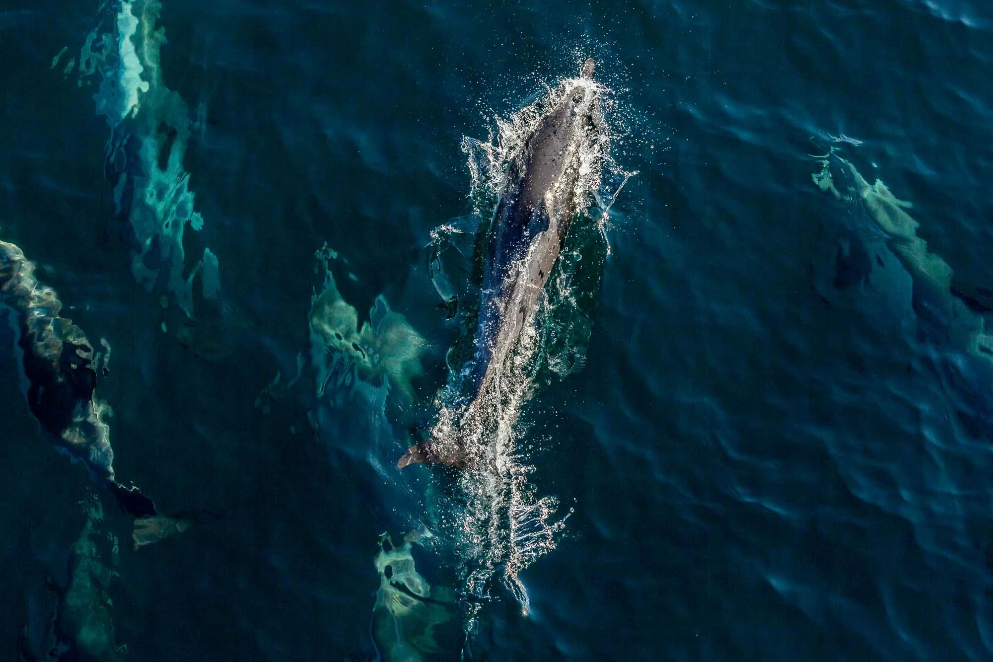 dolphins swimming
