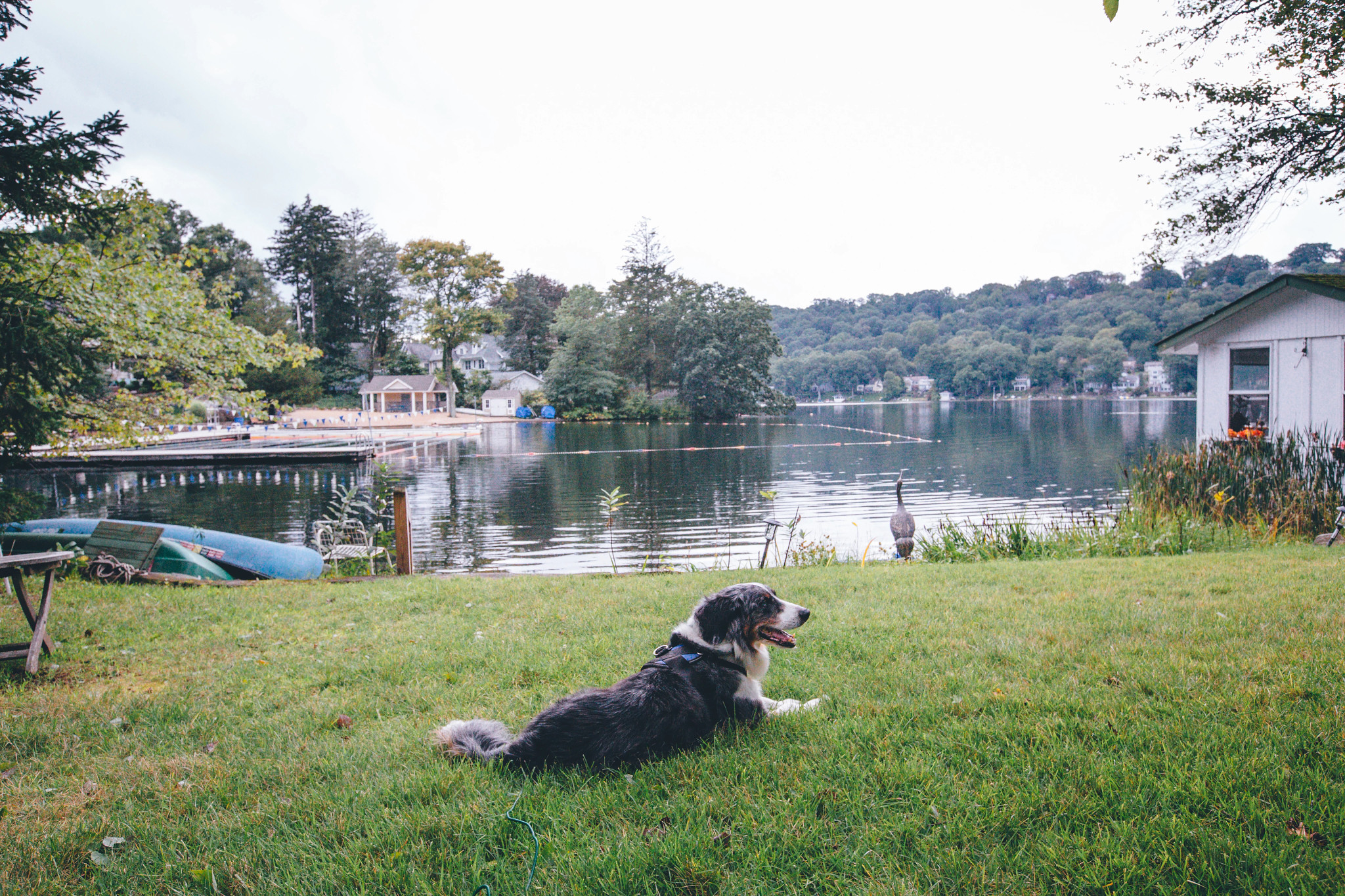 a dog sitting by a lake