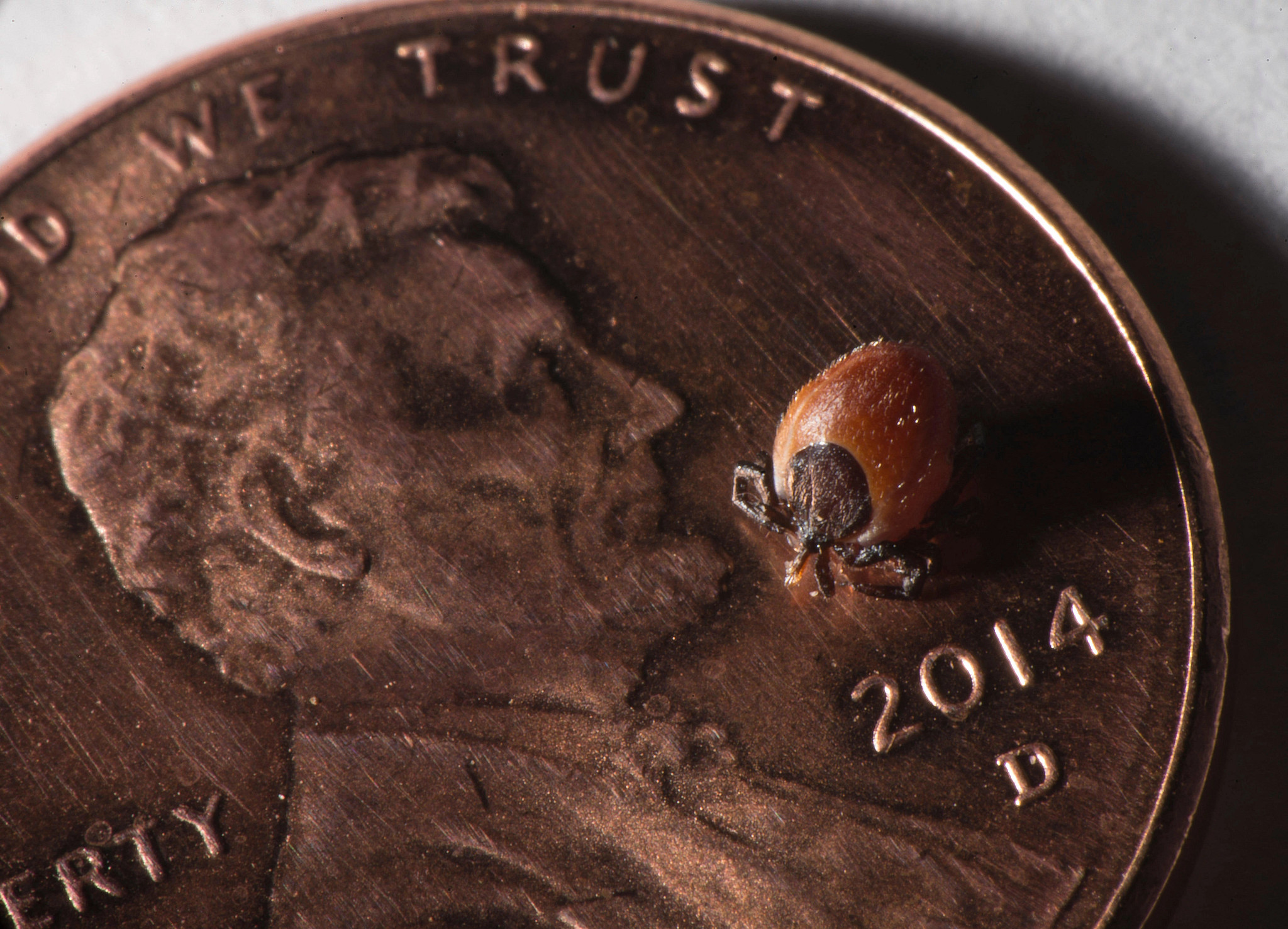 blacklegged tick, also known as a deer tick