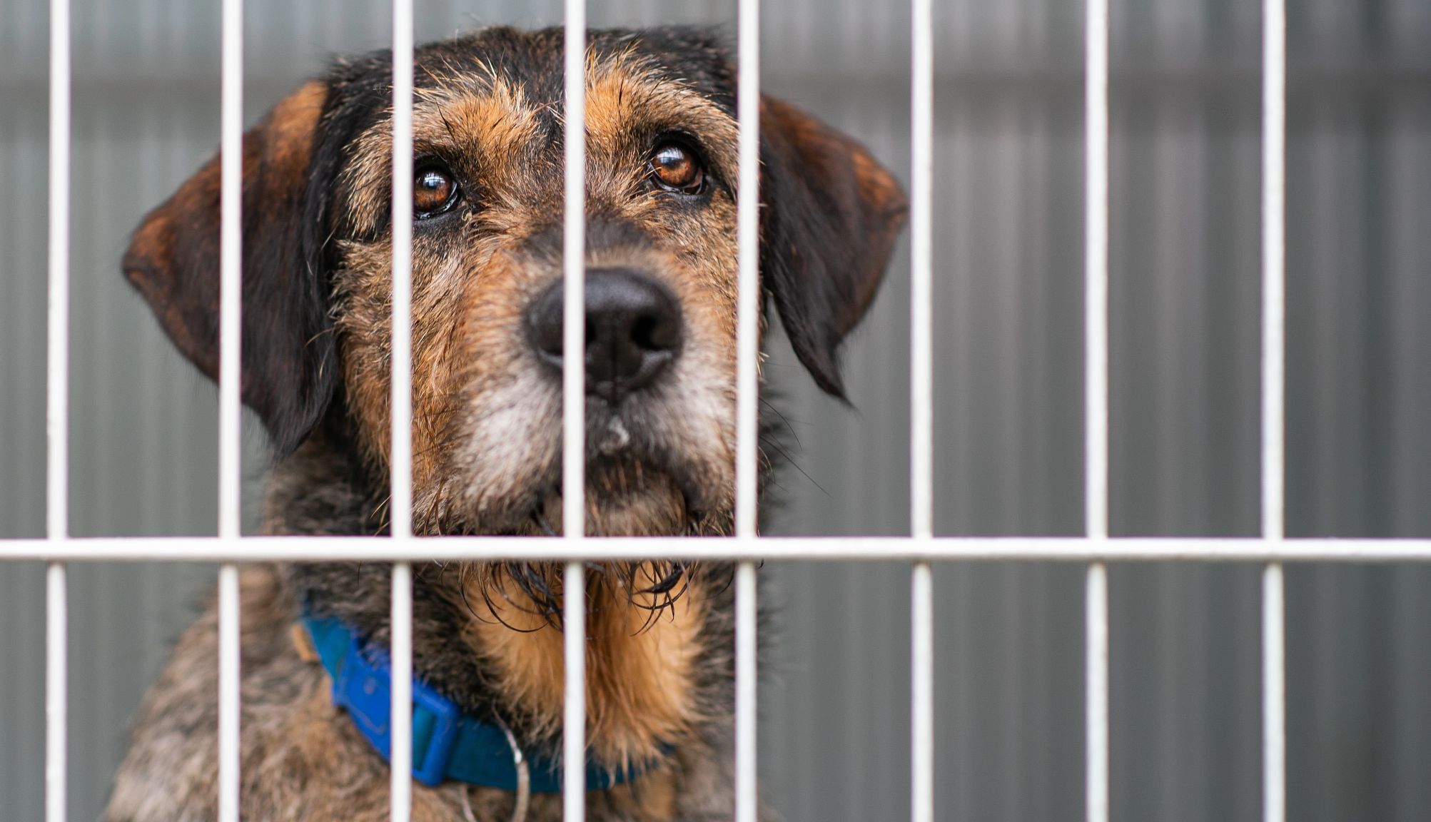 AARP Smart Guide to Pet Adoption a dog at a shelter