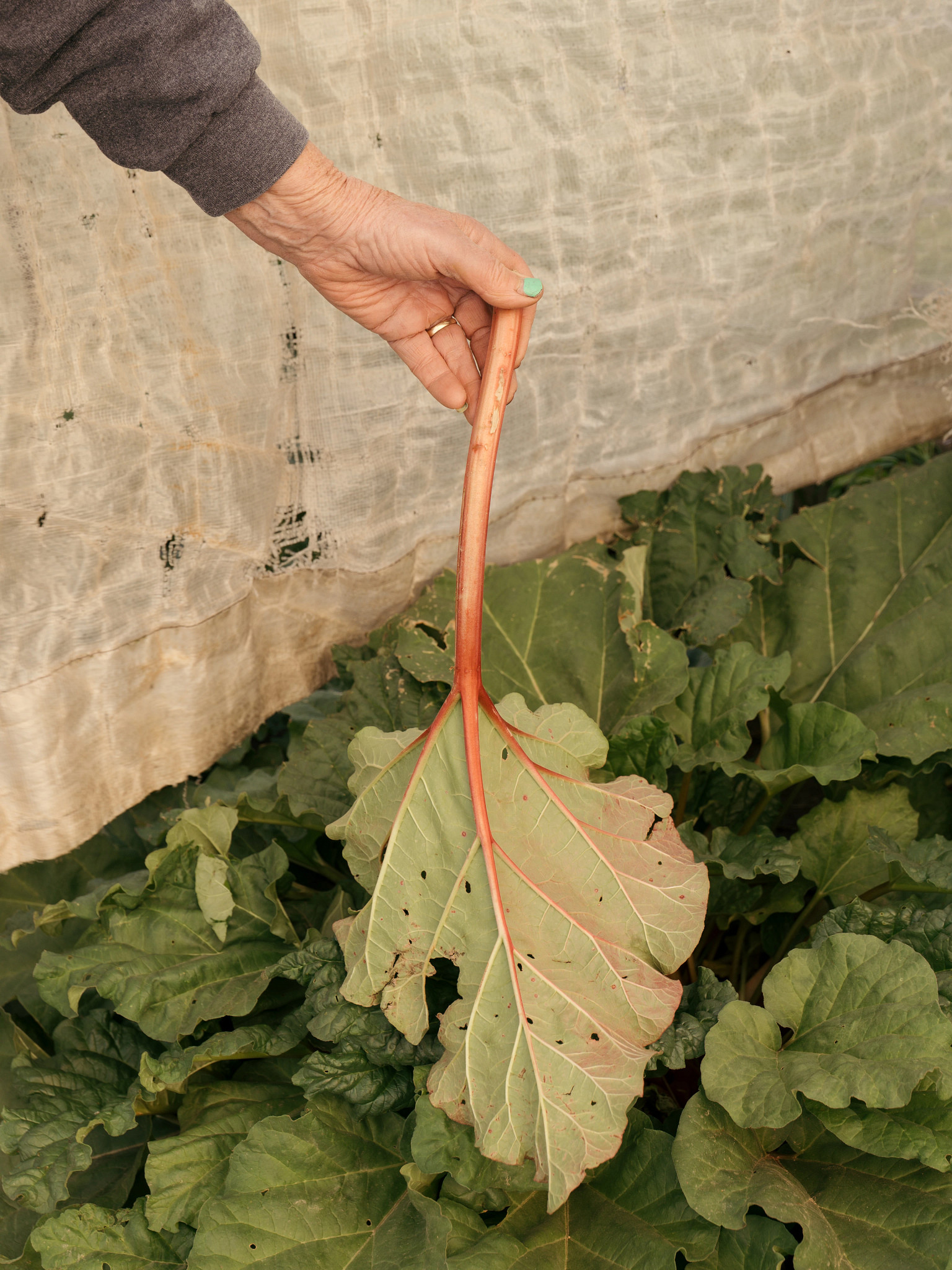 Close-up of a hand holding a freshly harvested rhubarb leaf above a garden bed with green plants