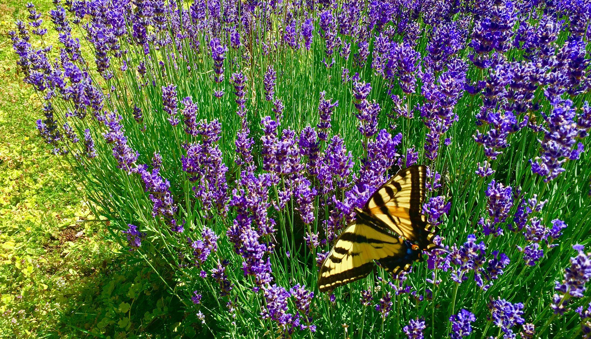 A yellow butterfly against a field of purple flowers