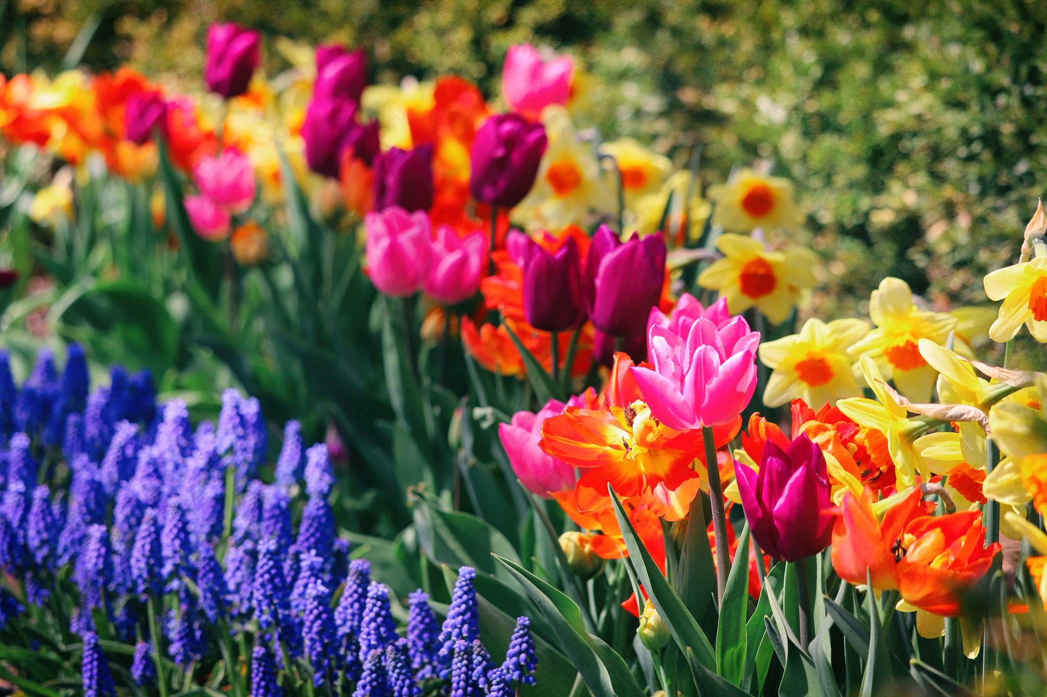 Happy garden with beautiful blooms of tulips, narcissus & grape hyacinths