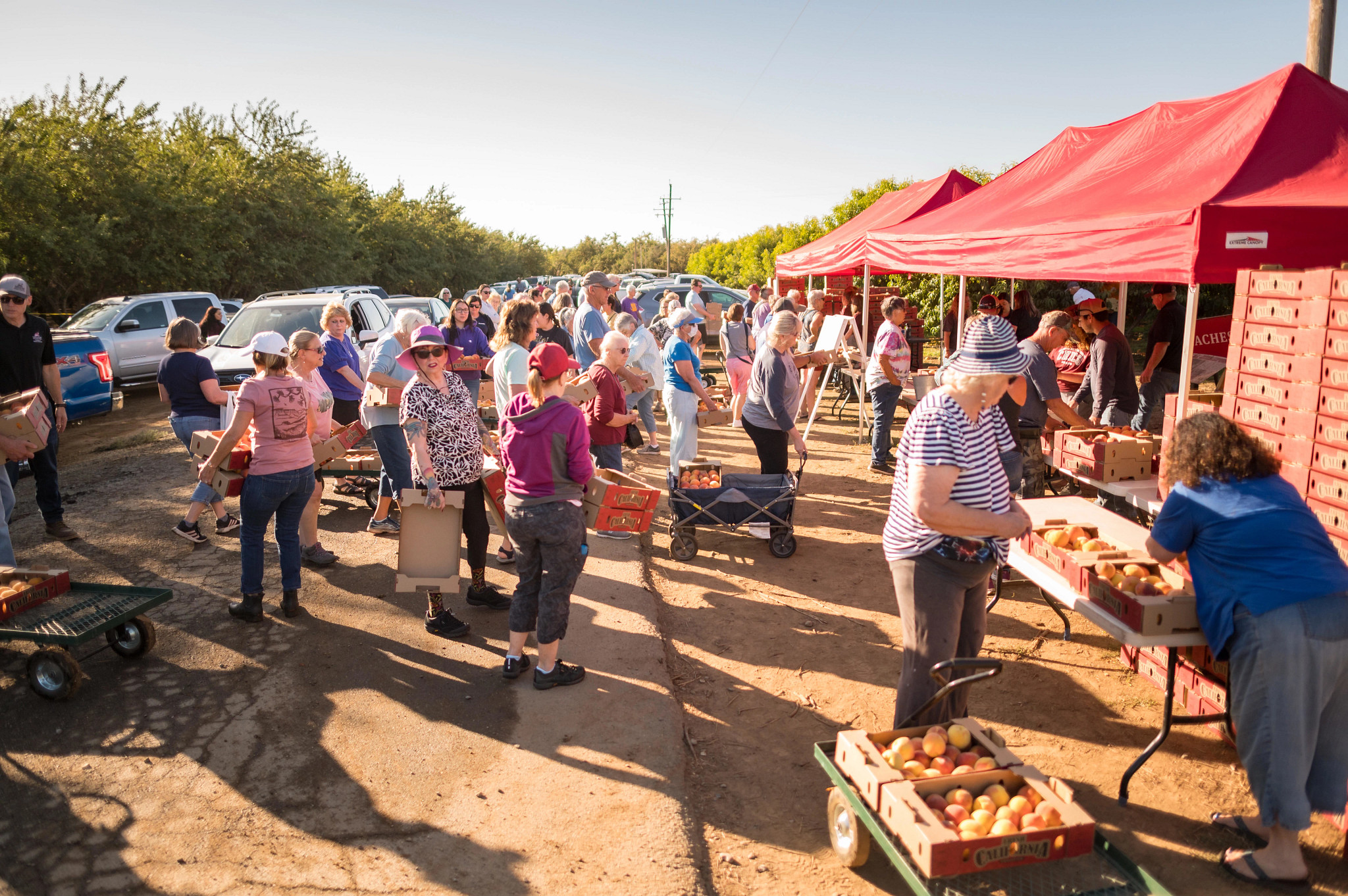 people at a peach picking farm