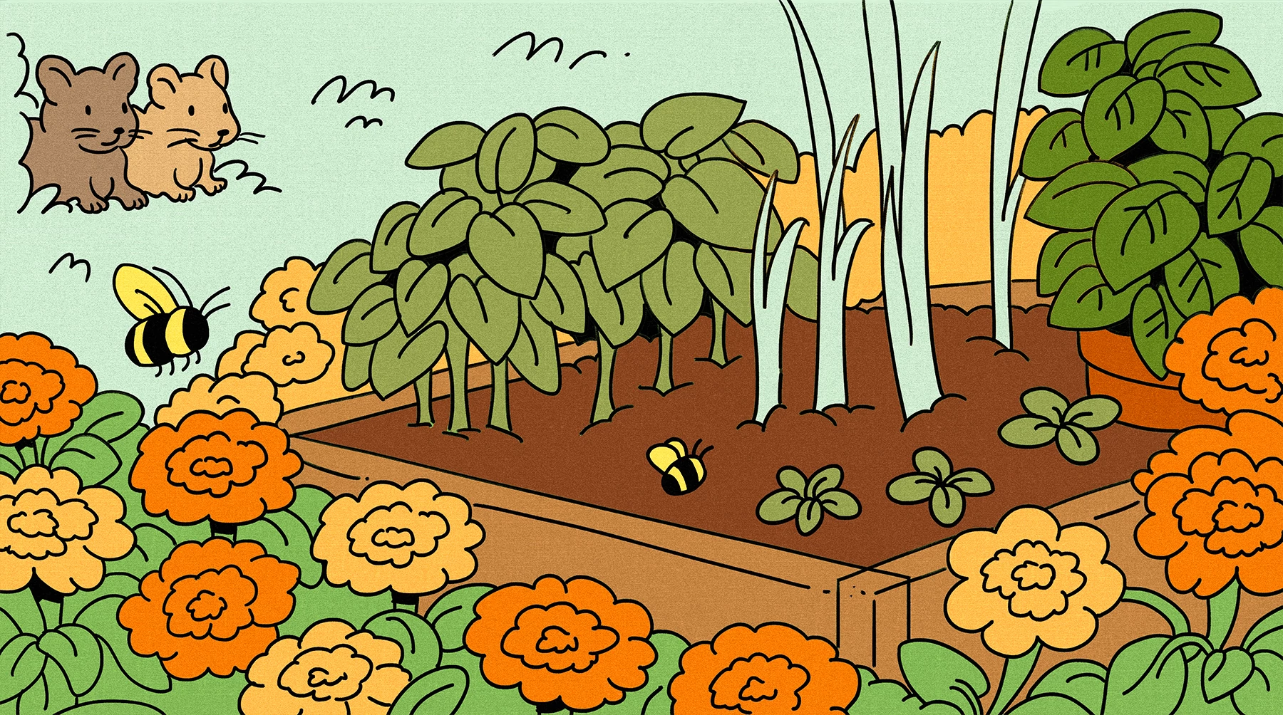 an illustration shows Marigolds, garlic and basil being grown in an outdoor garden